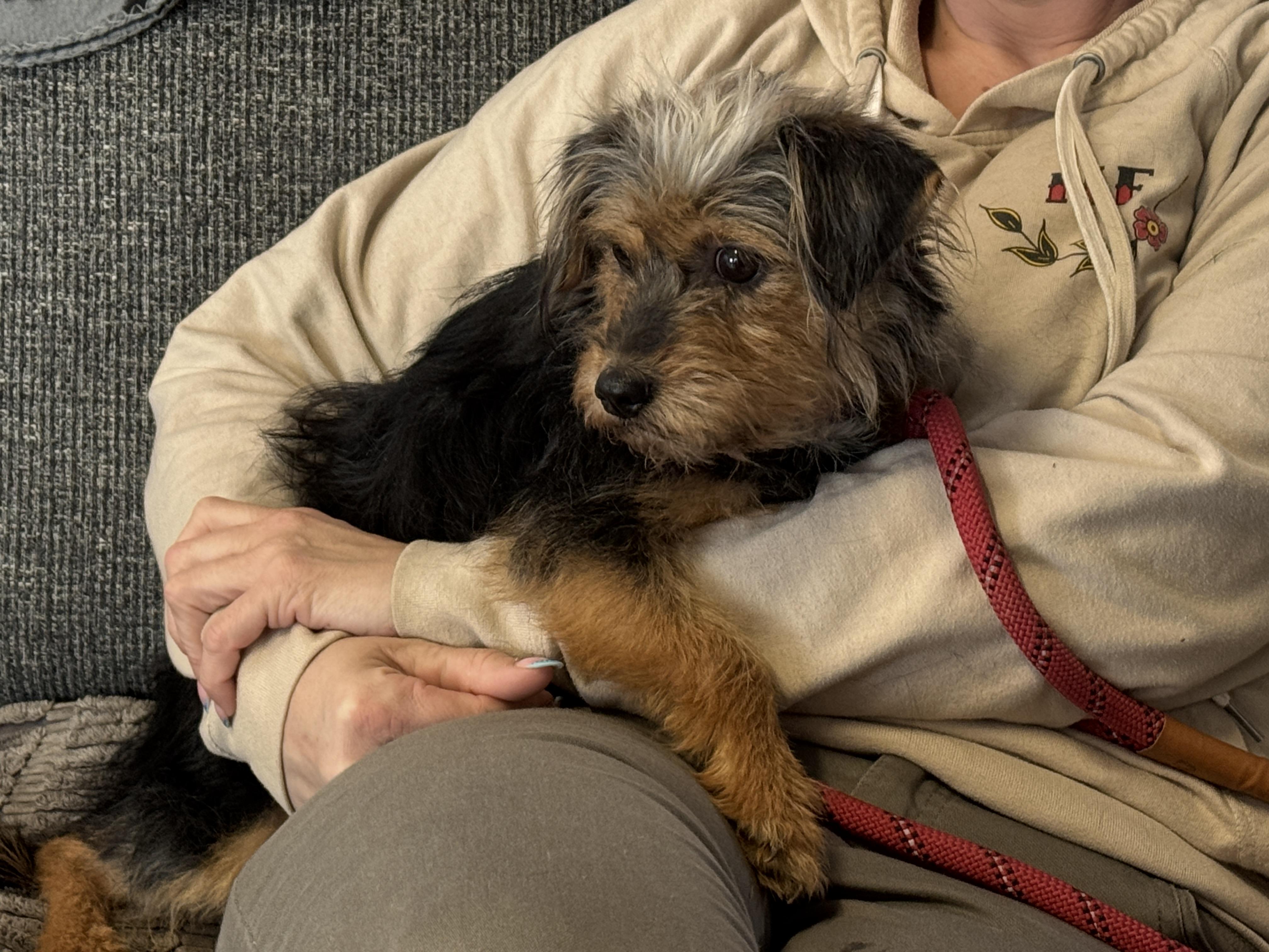 Enlarge Southpaw, a ADOPTABLE mixed breed in Richmond, VA image 5/6