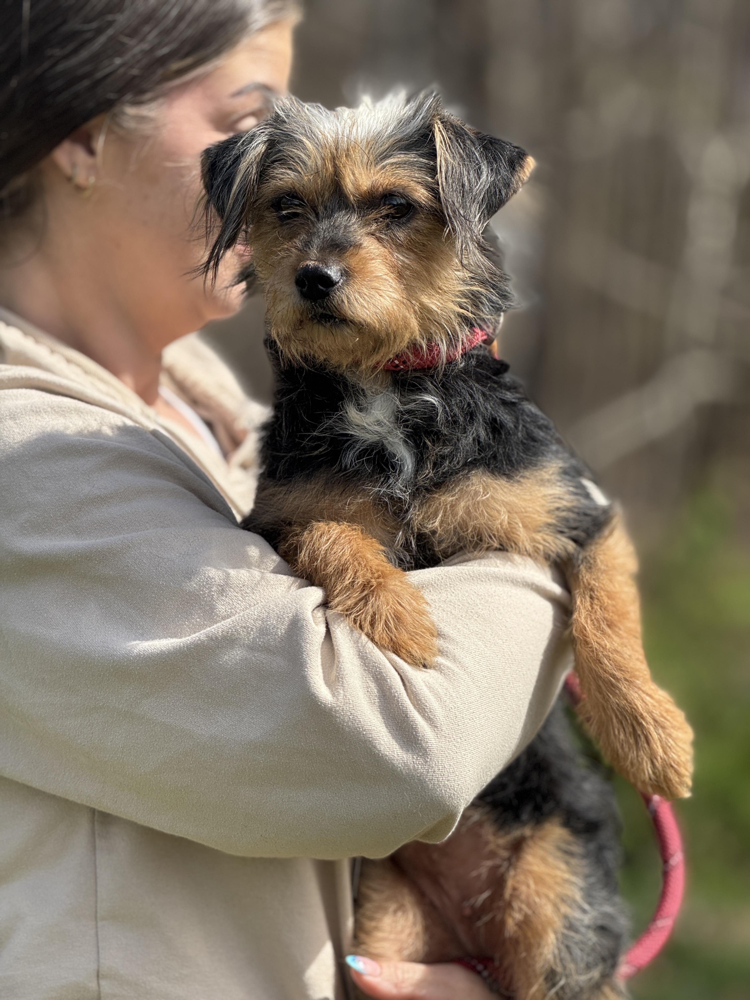 Enlarge Southpaw, a ADOPTABLE mixed breed in Richmond, VA image 6/6