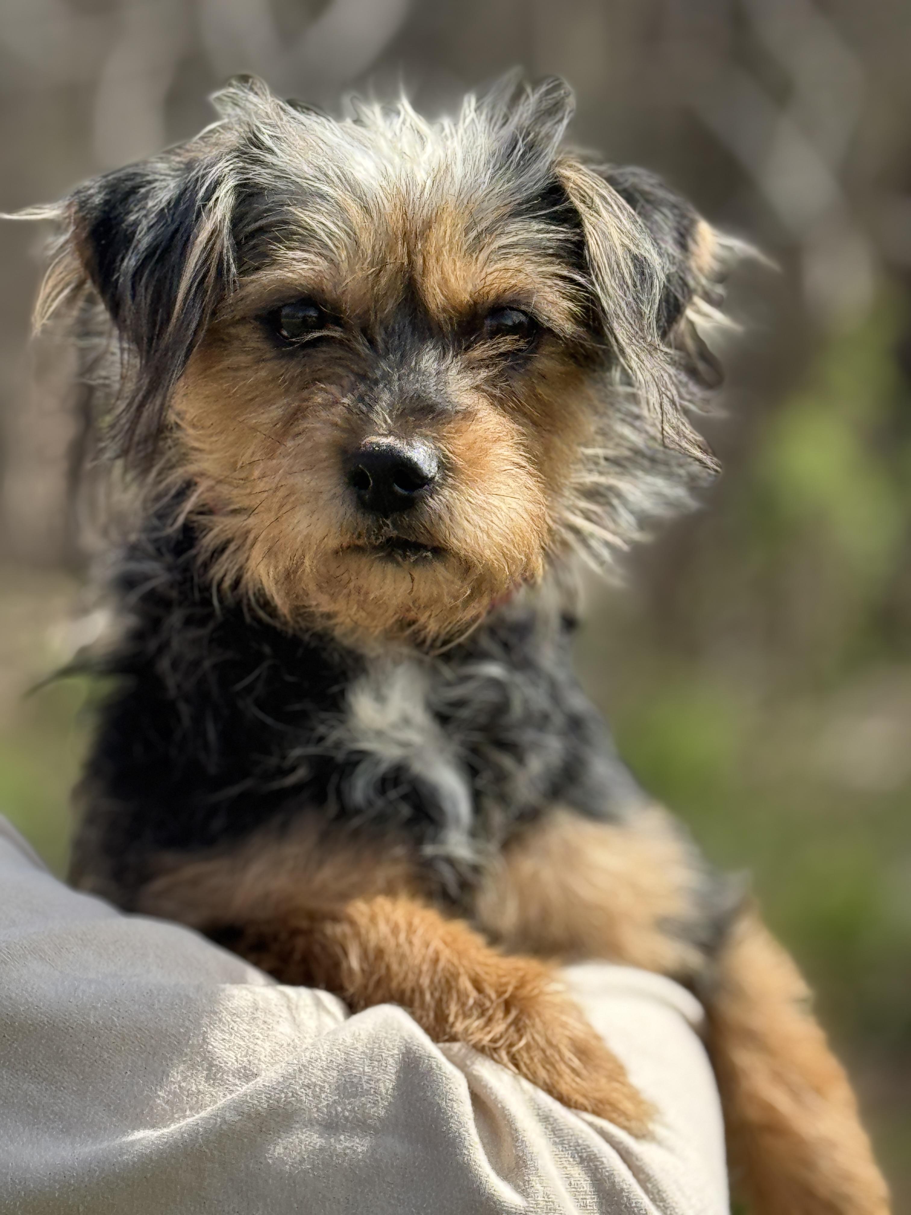 Enlarge Southpaw, a ADOPTABLE mixed breed in Richmond, VA image 1/6