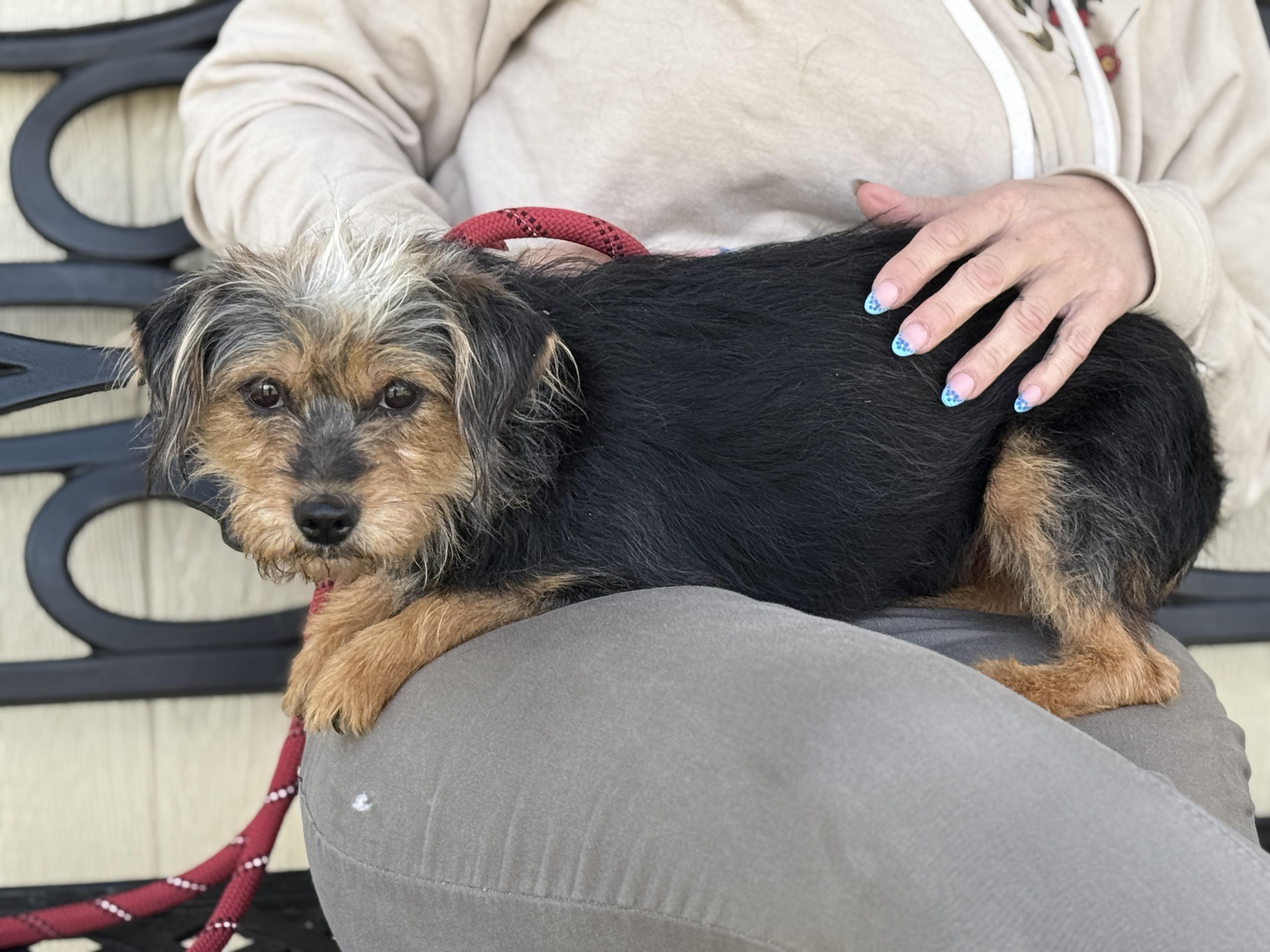 Enlarge Southpaw, a ADOPTABLE mixed breed in Richmond, VA image 4/6