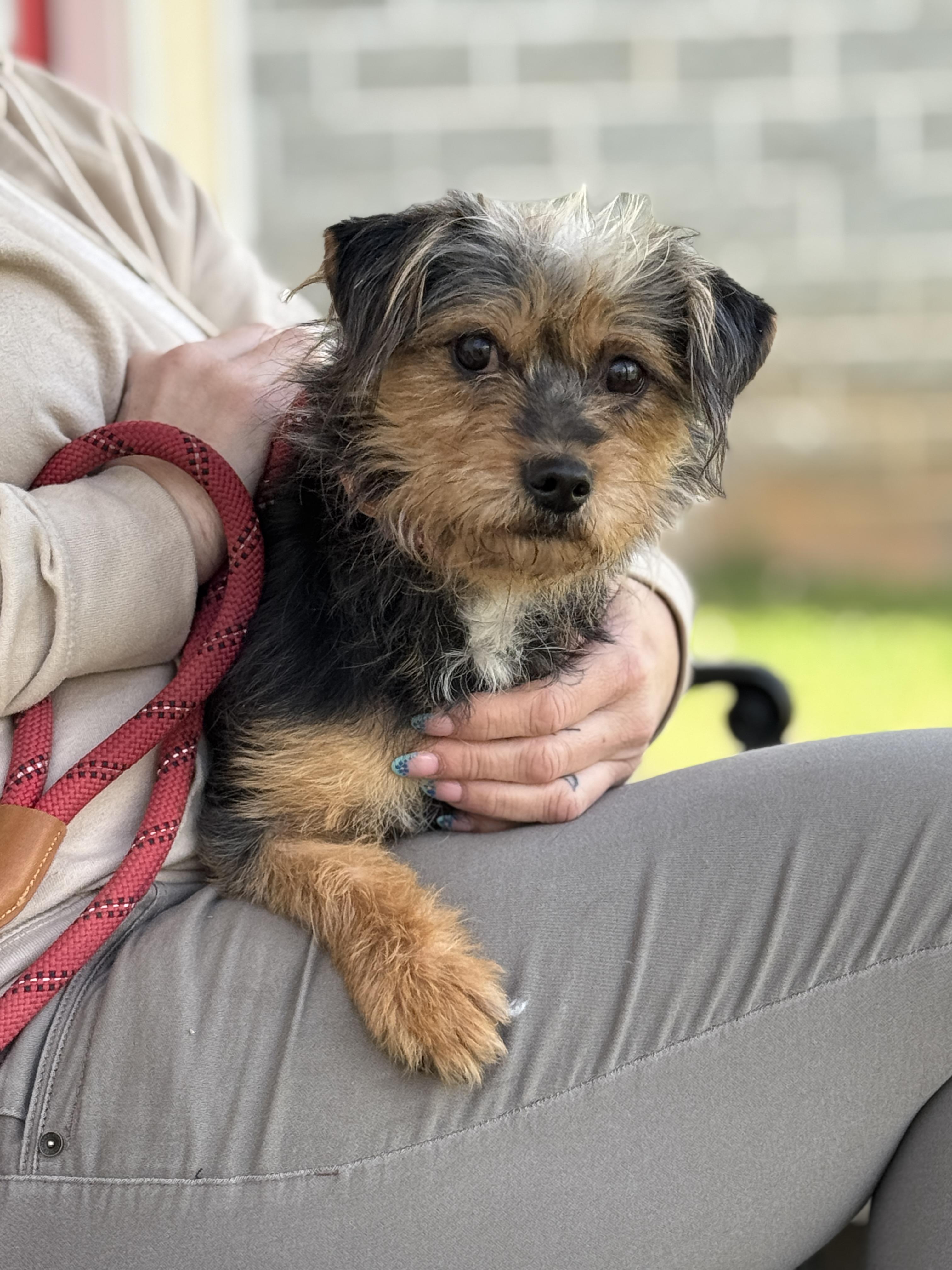 Enlarge Southpaw, a ADOPTABLE mixed breed in Richmond, VA image 3/6