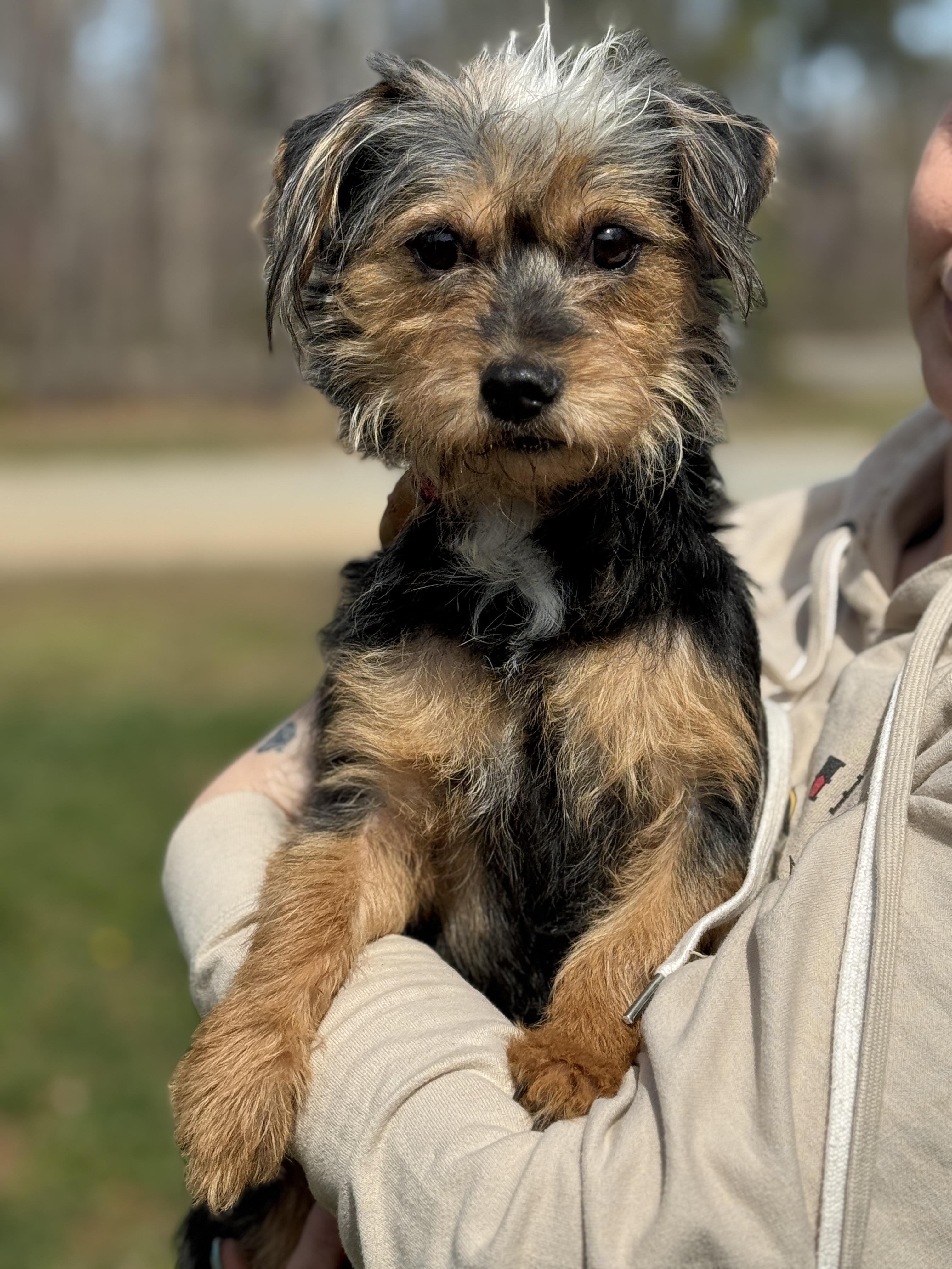 Enlarge Southpaw, a ADOPTABLE mixed breed in Richmond, VA image 2/6