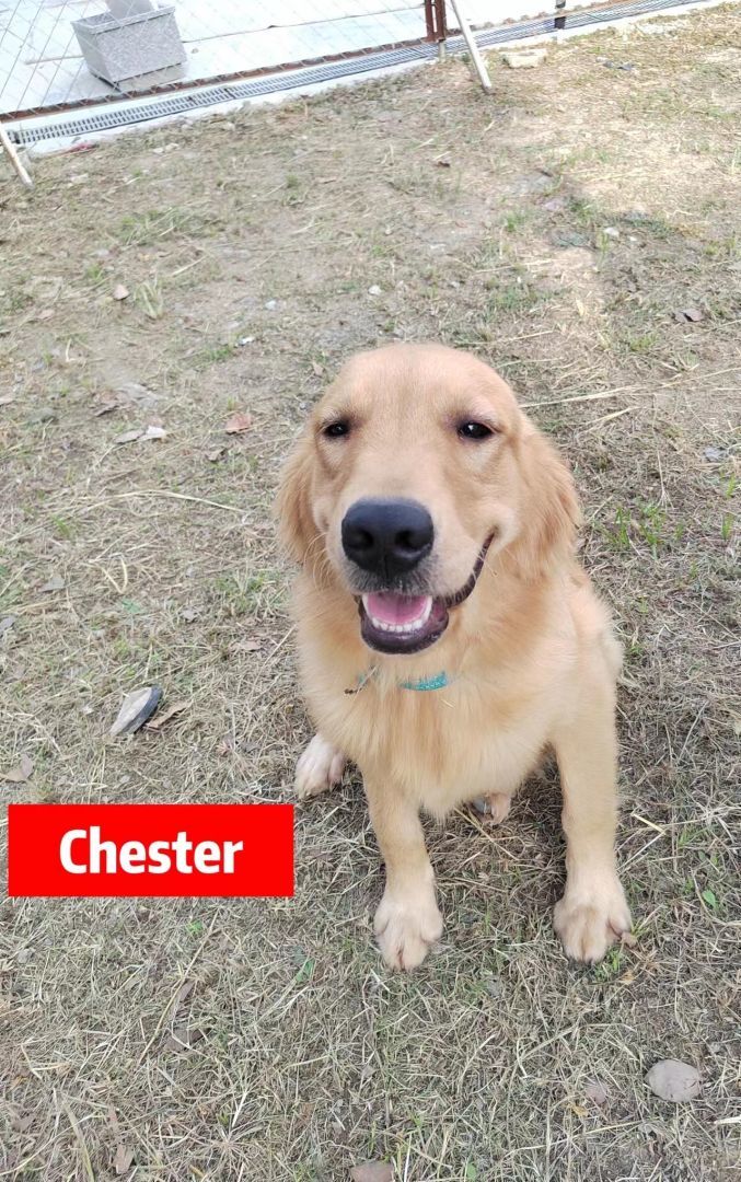Chester, a Adopted Golden Retriever in West Hollywood, CA image 1/2