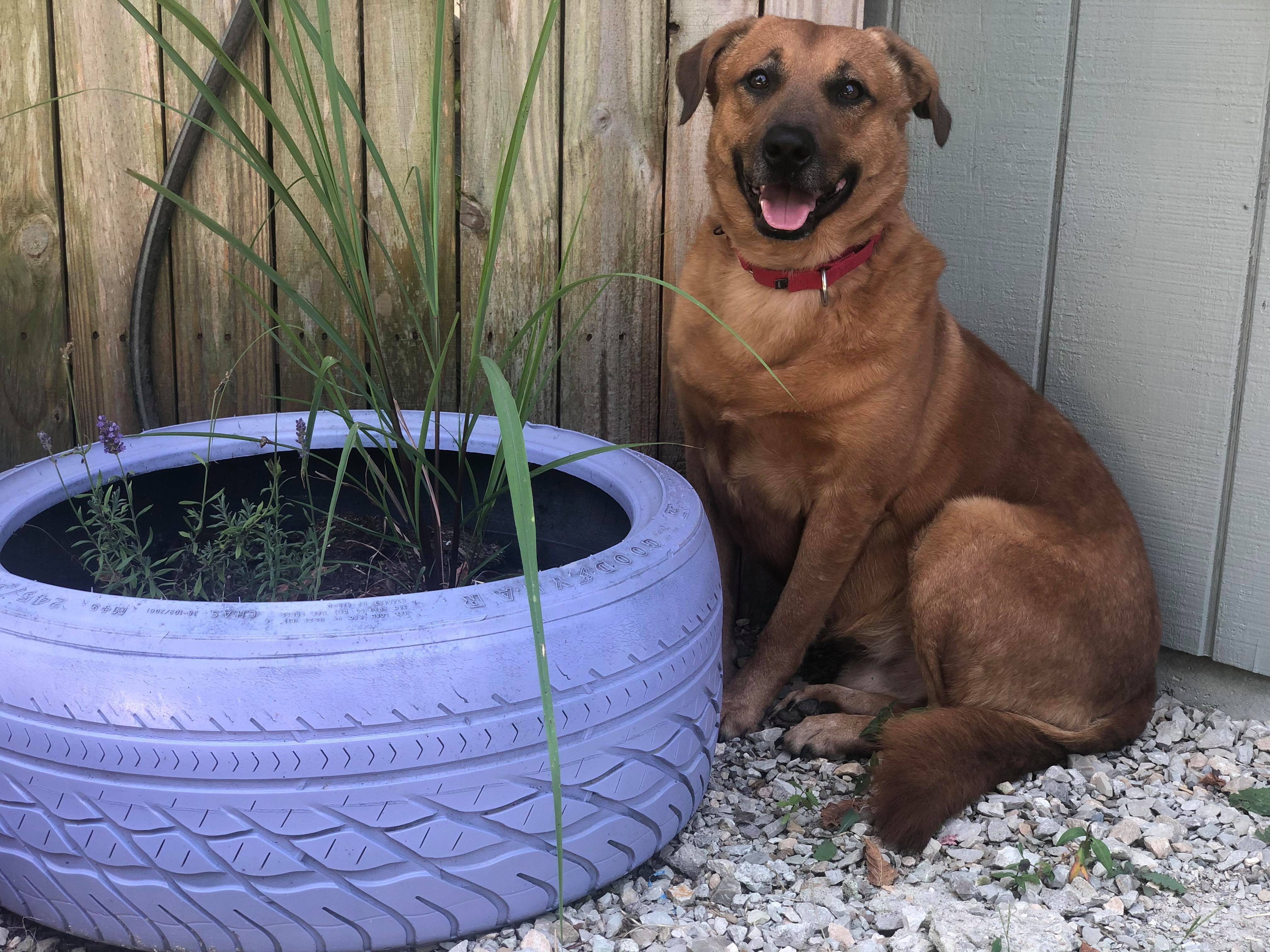 Enlarge Dexter, a Adoptable mixed breed in Huntington, WV image 1/2