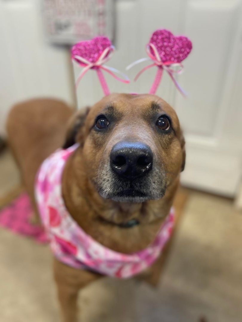 Enlarge Dexter, a Adoptable mixed breed in Huntington, WV image 2/2