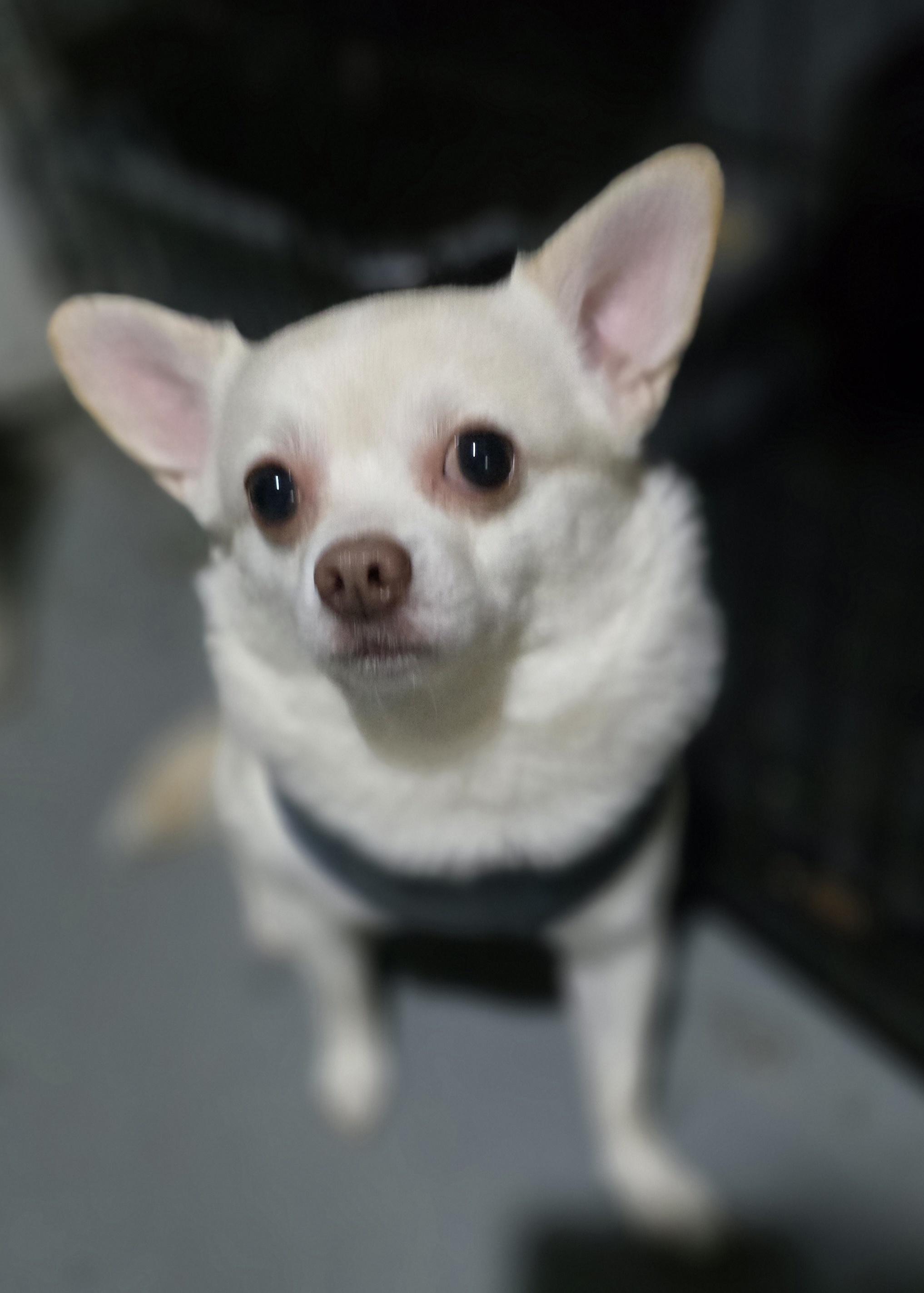 Salt, adopted, Adult Male Chihuahua & Pomeranian.