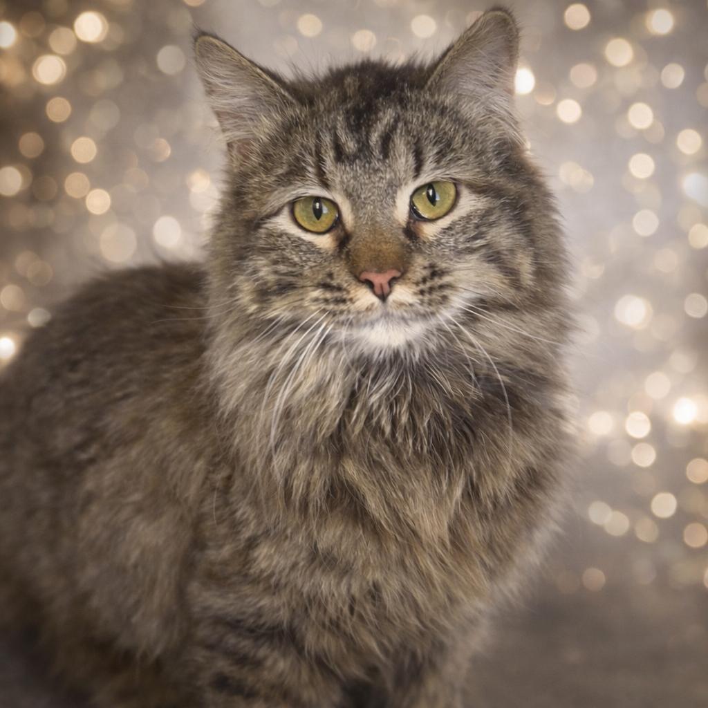 Enlarge Moira, a Adoptable Domestic Long Hair in Warrensburg, MO image 1/1