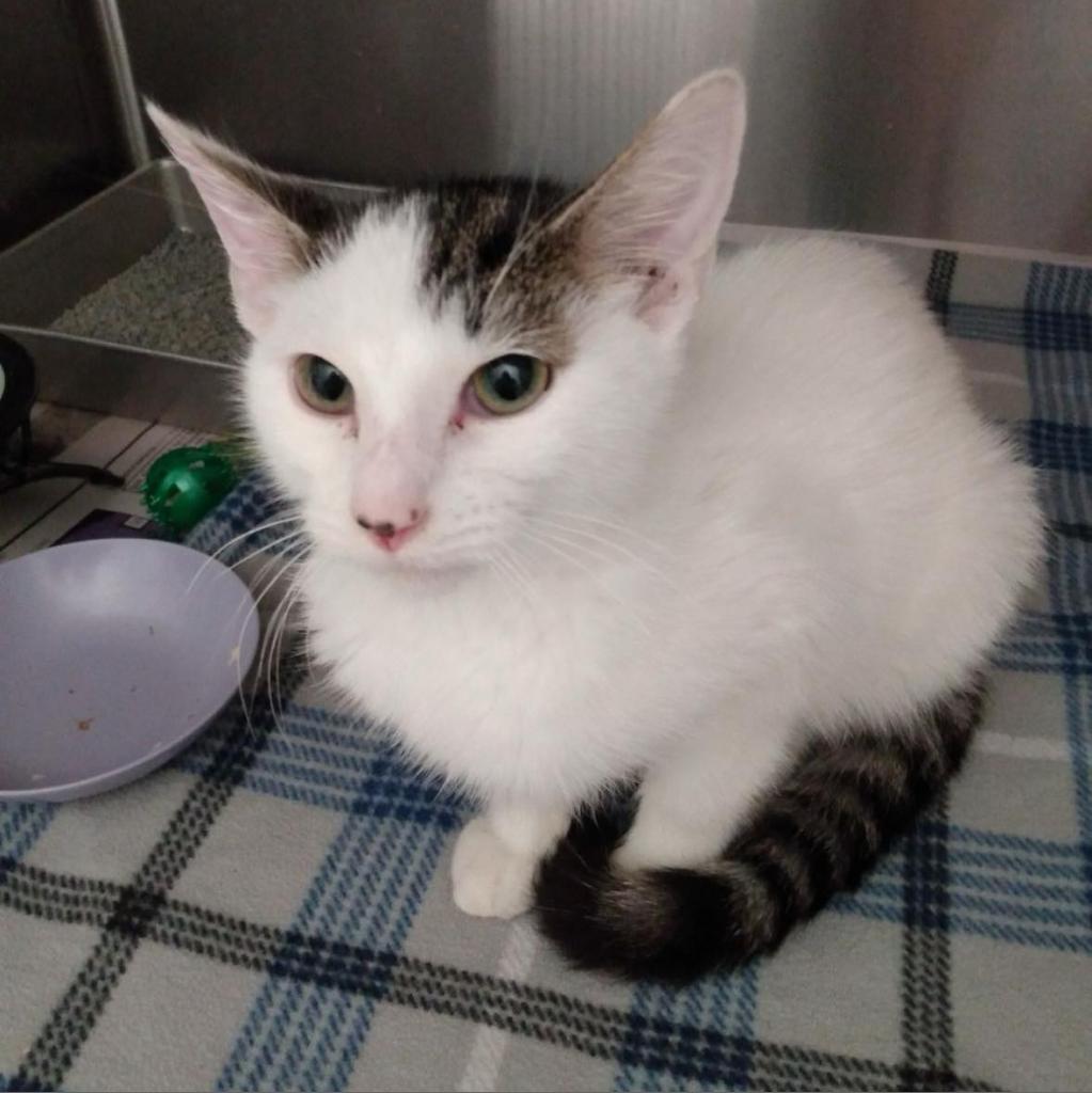 Parker — thumbnail 3