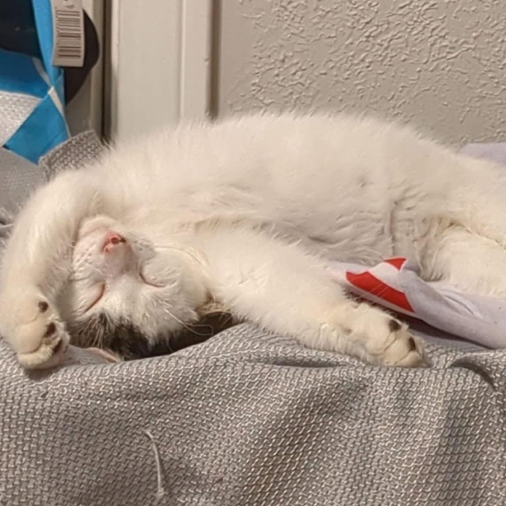 Parker — thumbnail 5