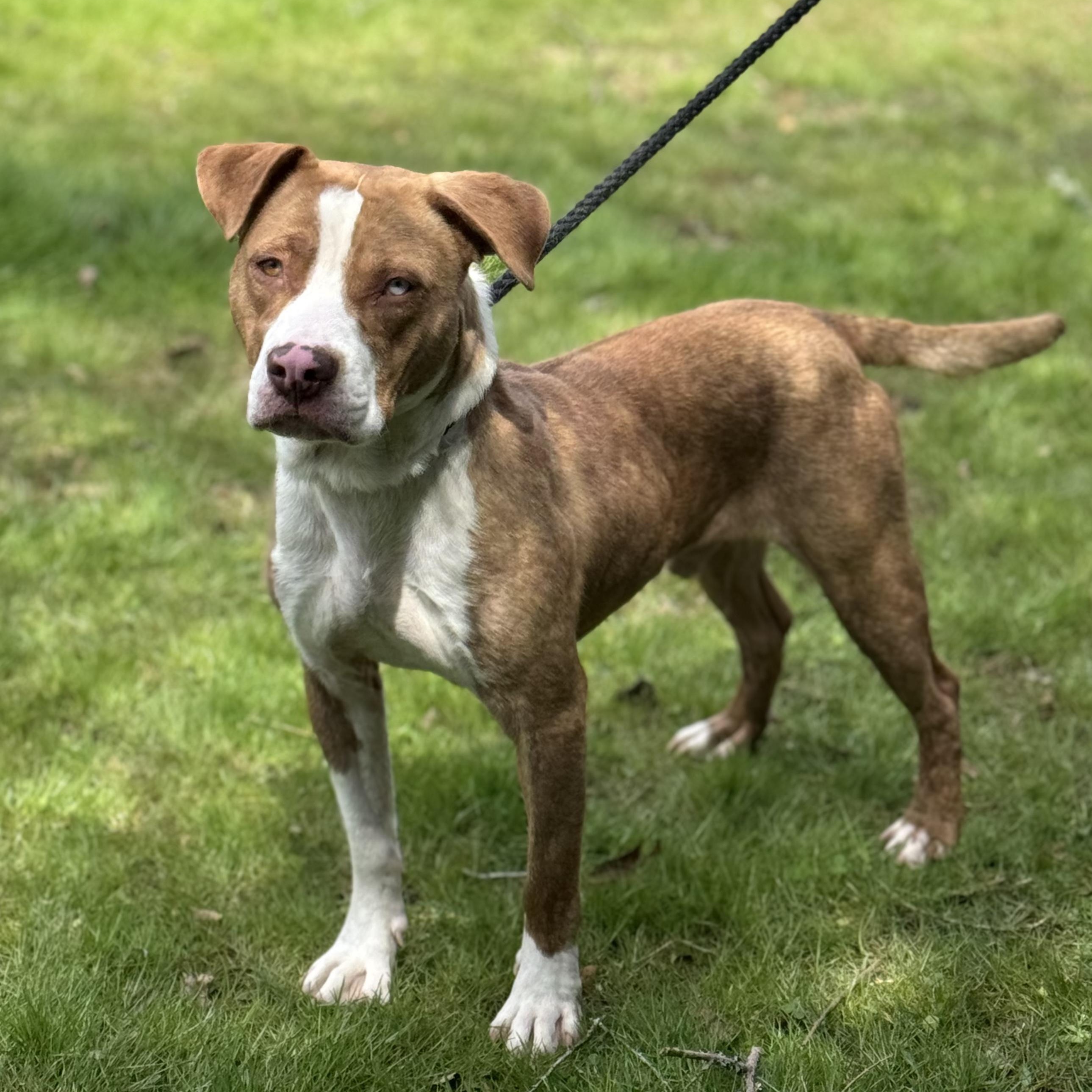 Whiskey, ADOPTABLE, Young Male American Staffordshire Terrier & Boxer.