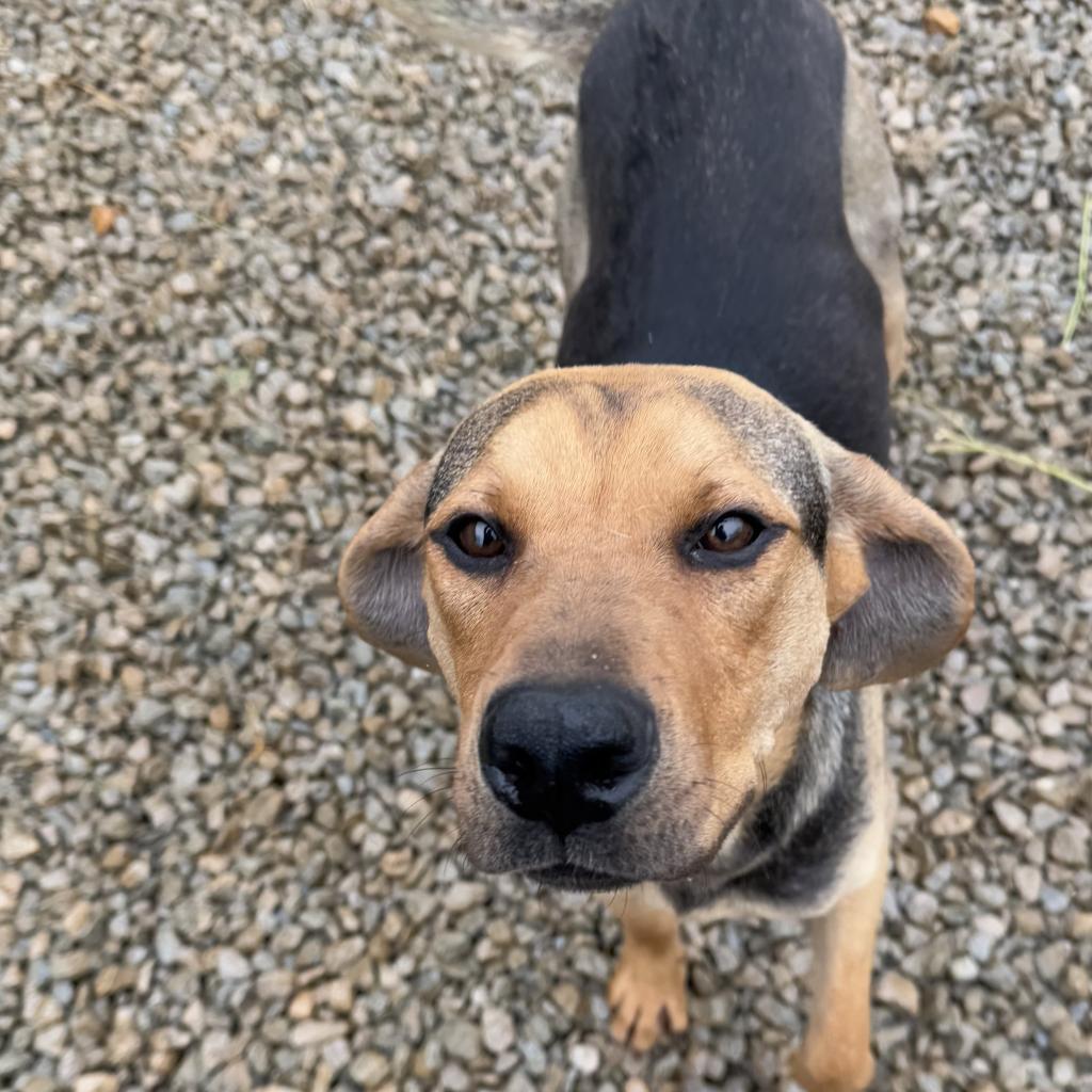 Mamsie, Adoptable, Adult Female Bloodhound.