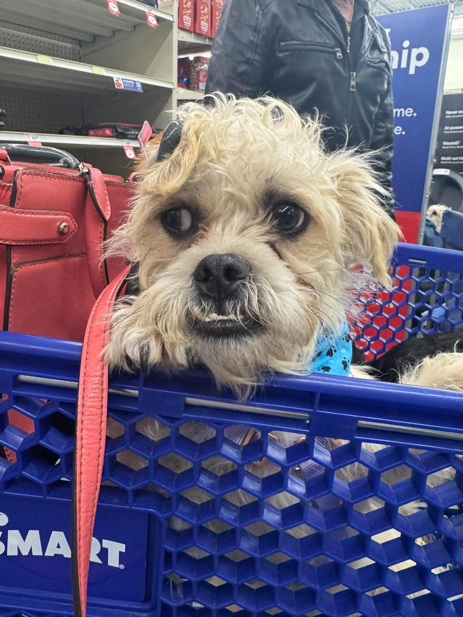 Paul JB in RI, Adoptable, Puppy Male Dandie Dinmont Terrier.