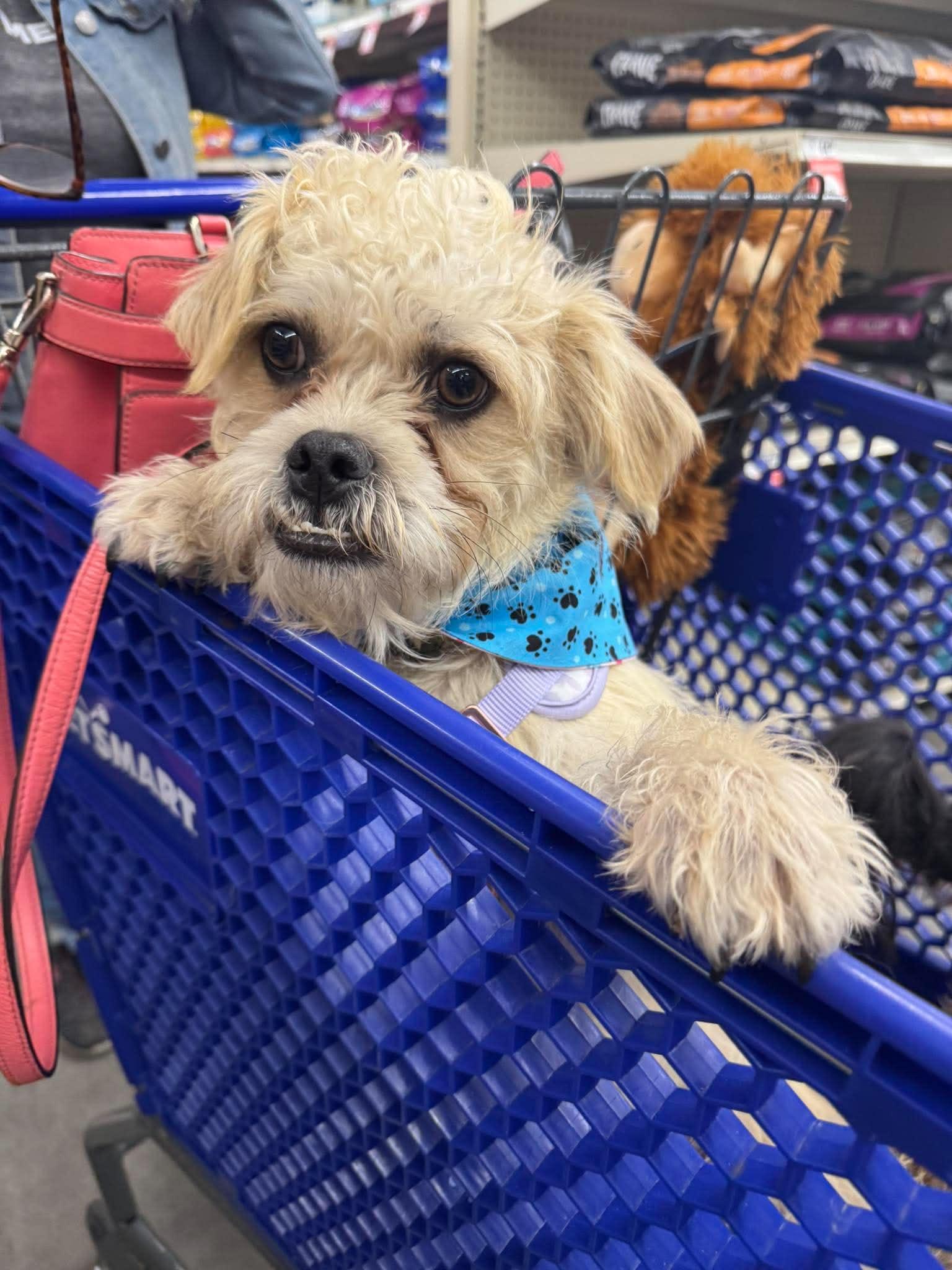 Enlarge Paul JB in RI, a Adoptable Dandie Dinmont Terrier in Warwick, RI image 2/3