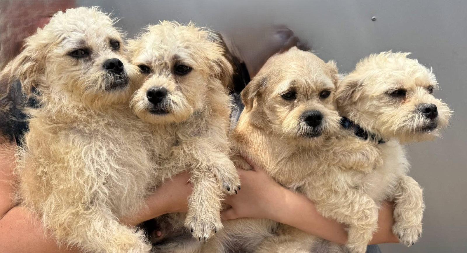 Paul JB in RI, Adoptable, Puppy Male Dandie Dinmont Terrier.