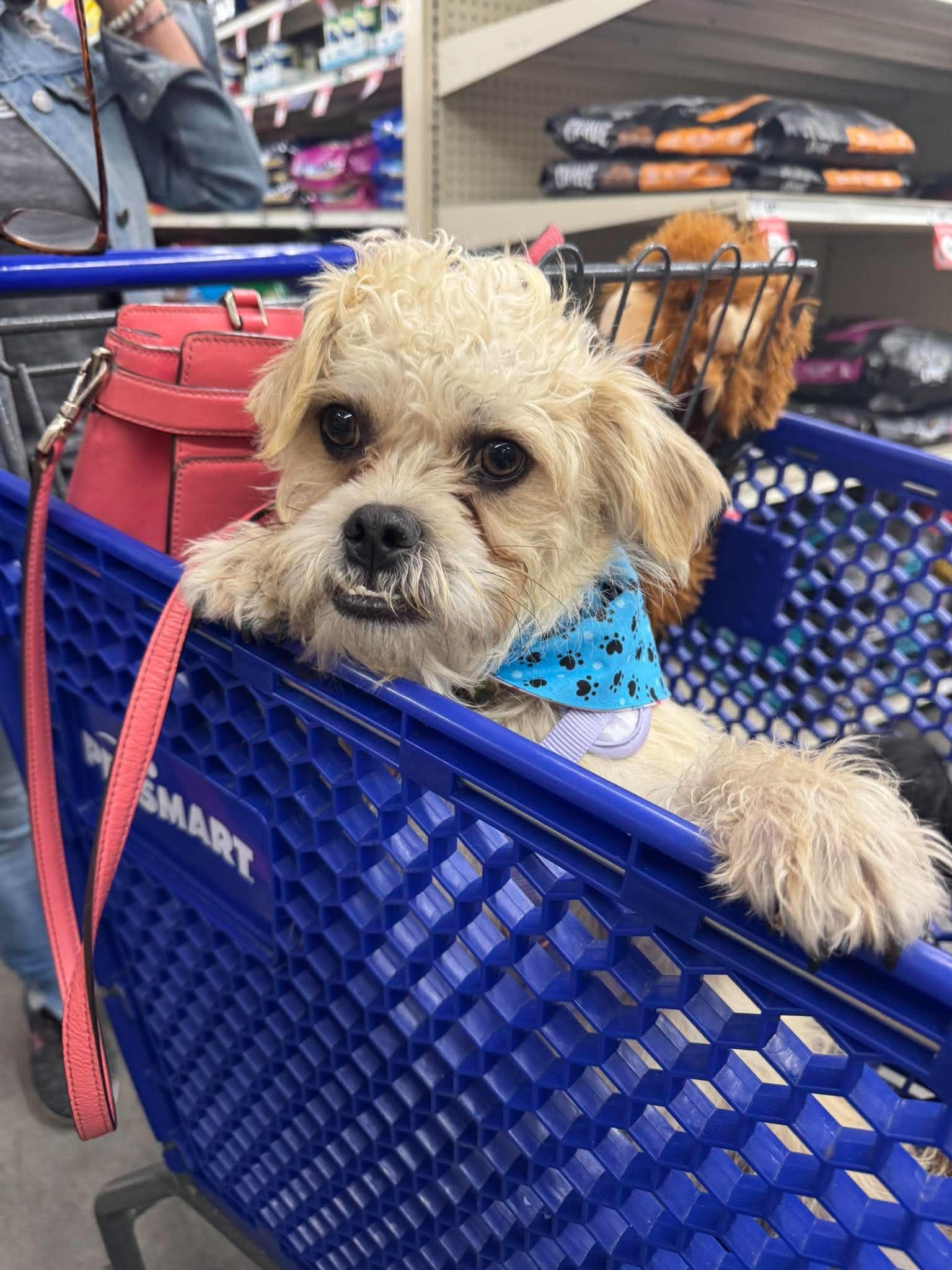 Enlarge Paul JB in RI, a Adoptable Dandie Dinmont Terrier in Warwick, RI image 3/3