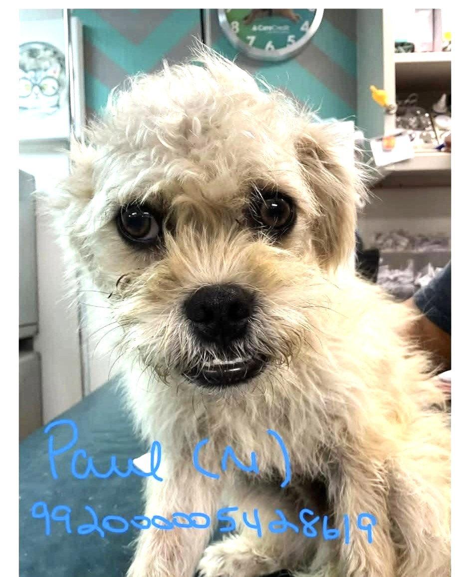 Enlarge Paul JB in RI, a Adoptable Dandie Dinmont Terrier in Warwick, RI image 2/3