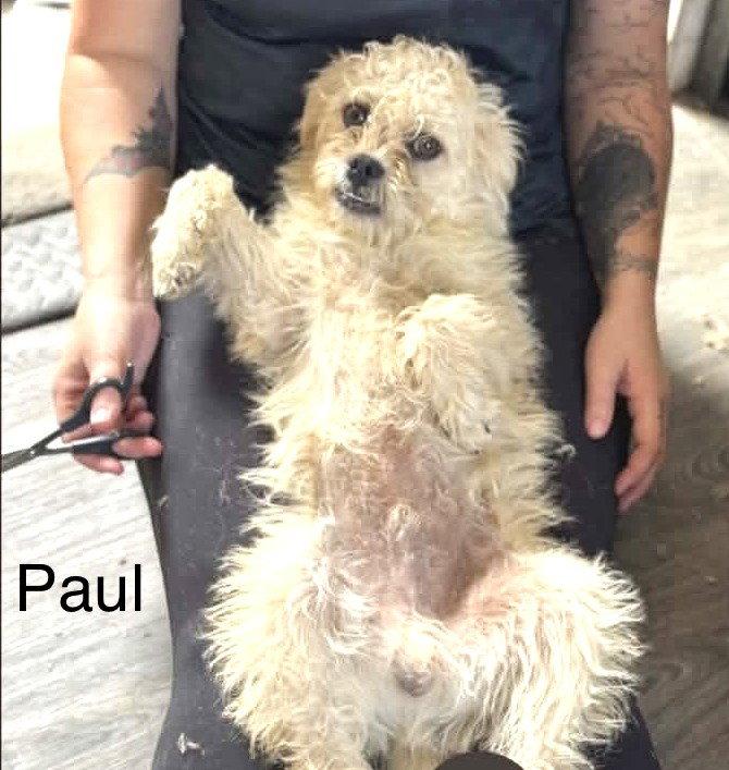 Enlarge Paul JB in RI, a Adoptable Dandie Dinmont Terrier in Warwick, RI image 3/3