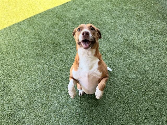 ROSIE, Adoptable, Adult Female Pit Bull Terrier.