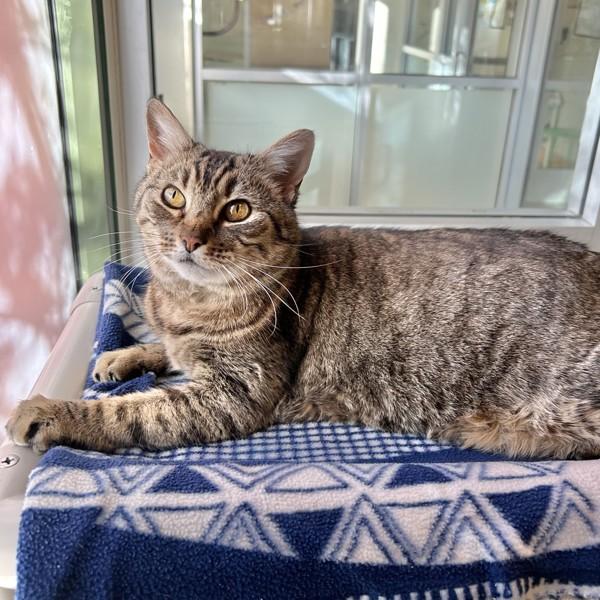 Penny, Adoptable, Adult Female Domestic Short Hair.