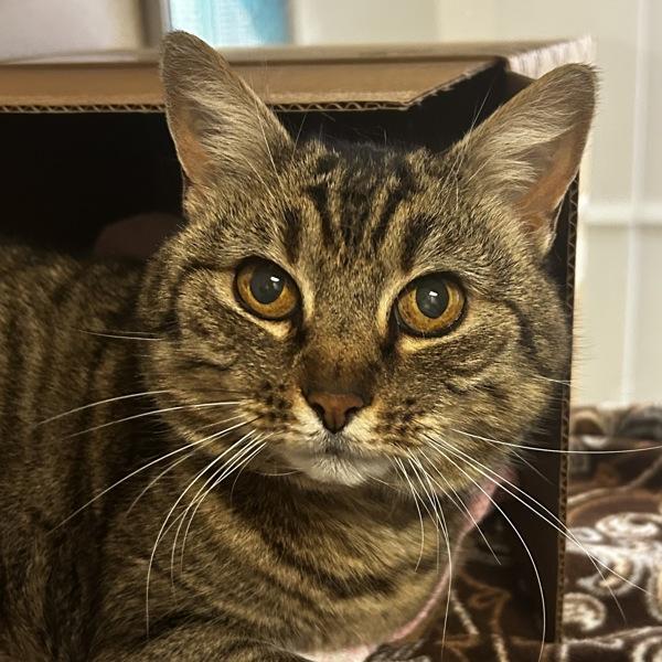 Enlarge Penny, a Adoptable mixed breed in Dublin, CA image 3/3