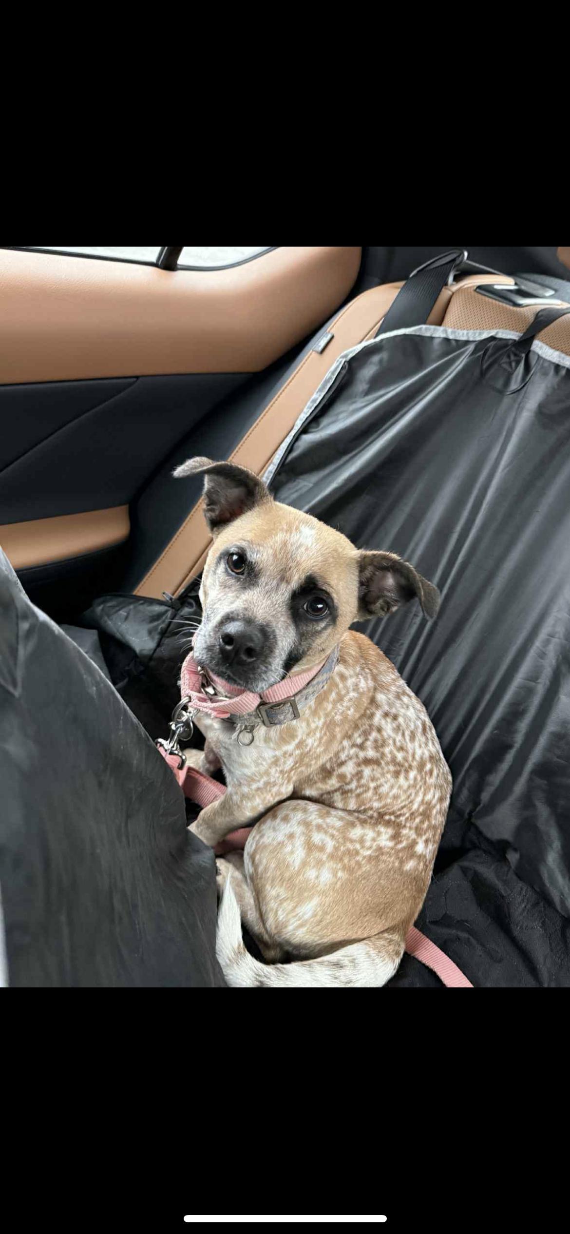 Enlarge GG, a Adoptable mixed breed in Hamden, CT image 3/6