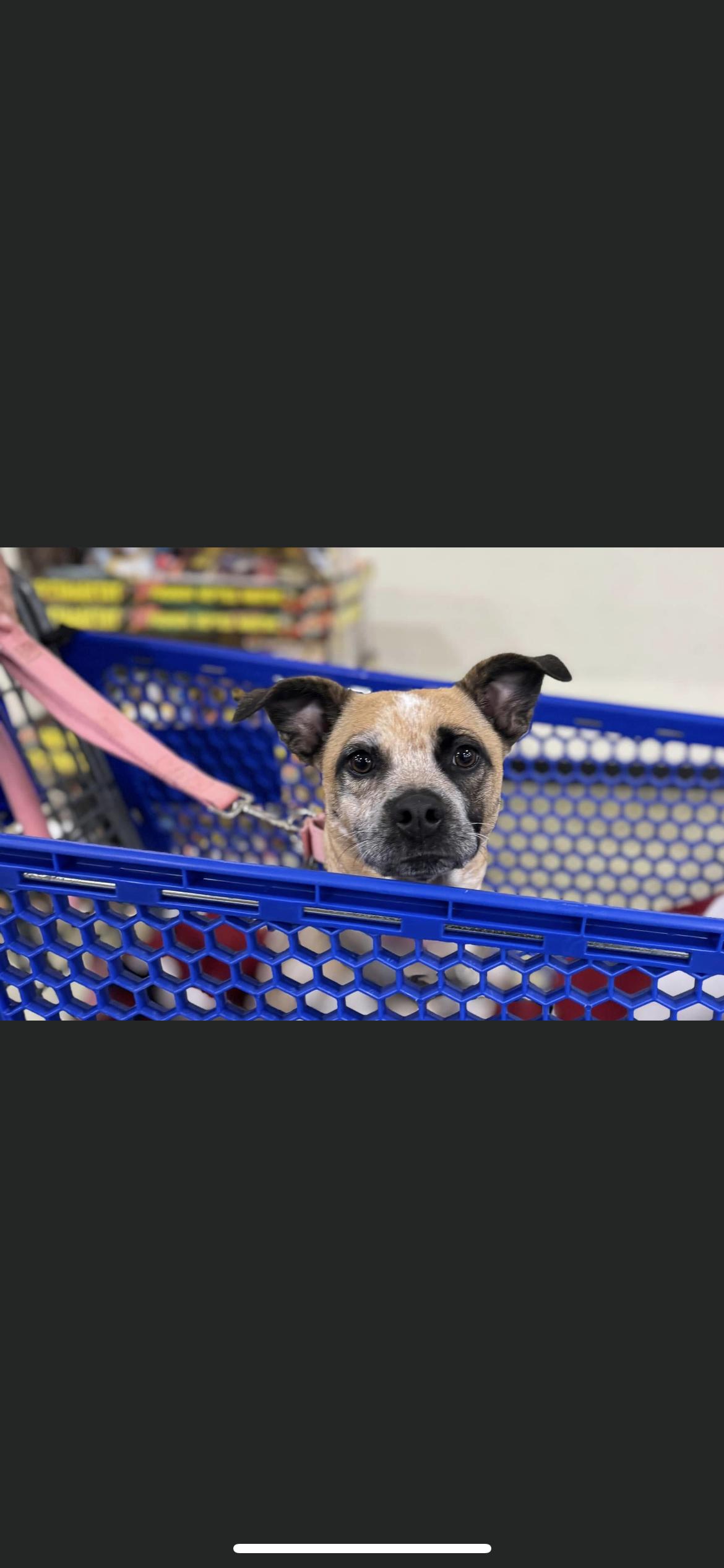 Enlarge GG, a Adoptable mixed breed in Hamden, CT image 6/6