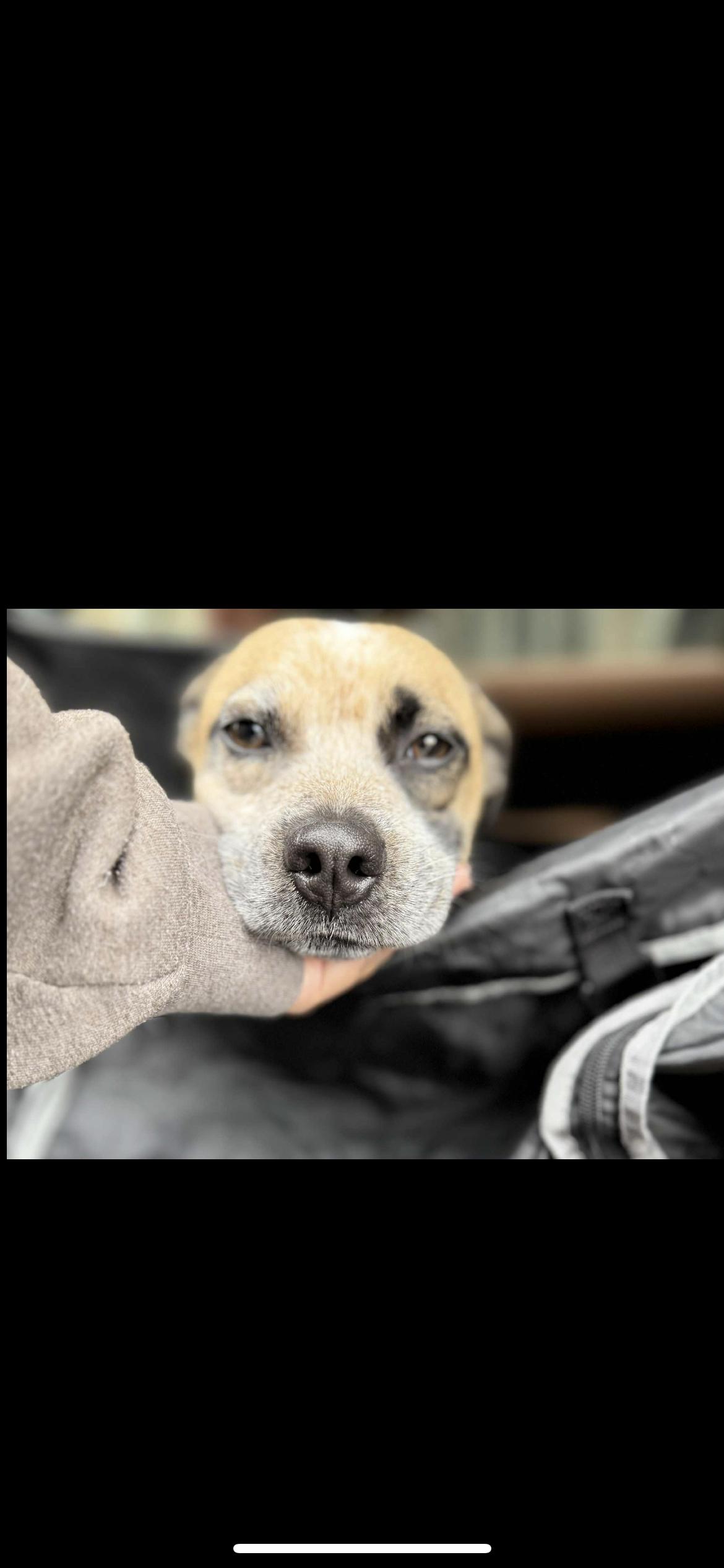 Enlarge GG, a Adoptable mixed breed in Hamden, CT image 4/6