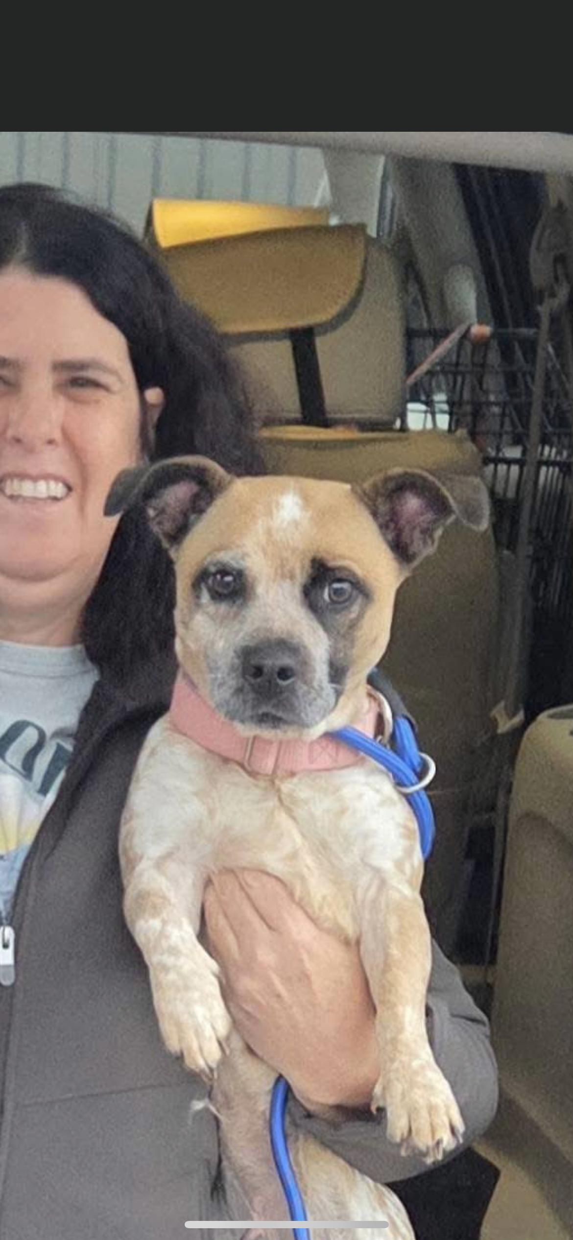 Enlarge GG, a Adoptable mixed breed in Hamden, CT image 5/6