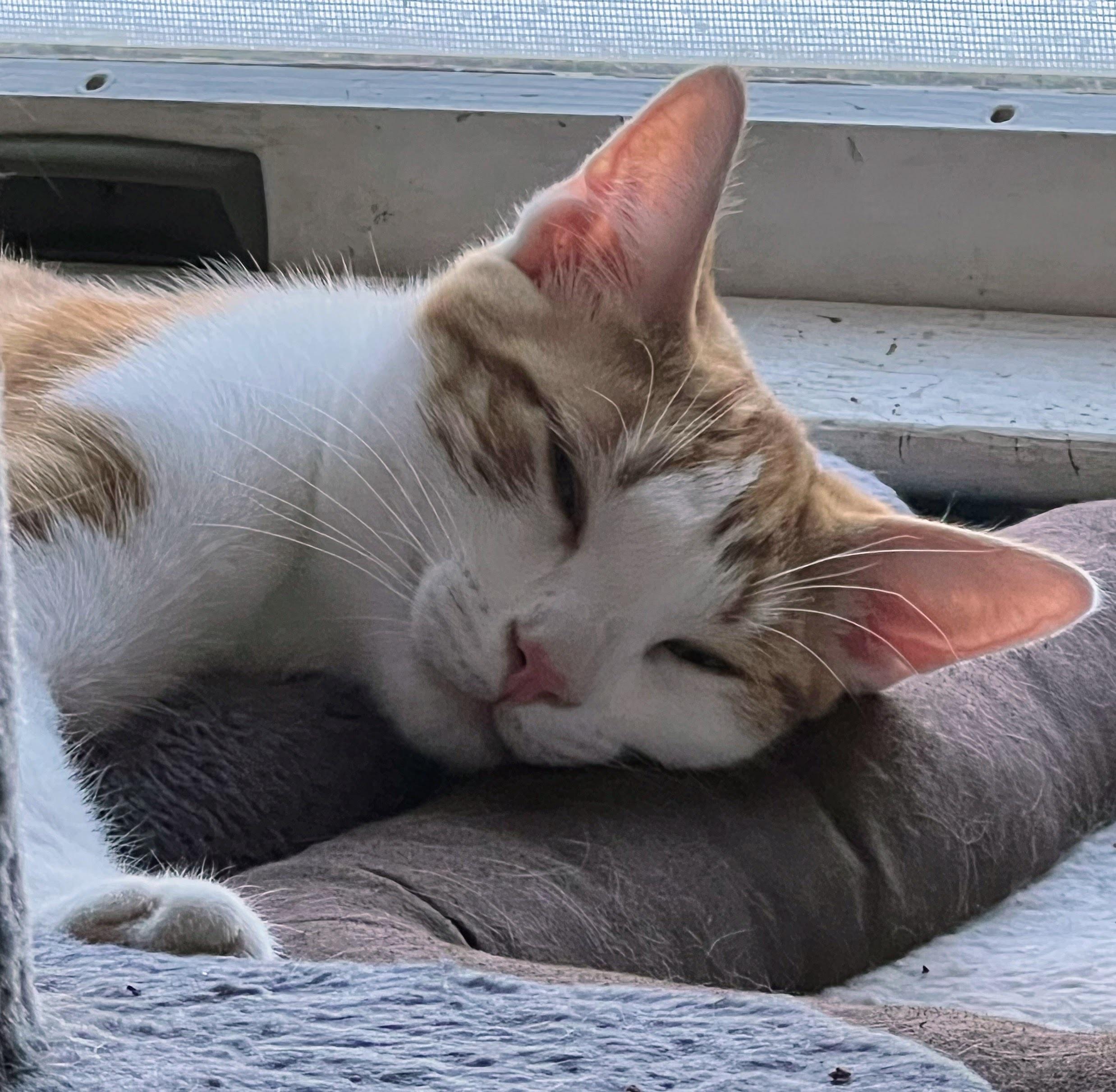 Enlarge Freddy Mercury, a Adoptable Domestic Short Hair in Allentown, NJ image 3/5