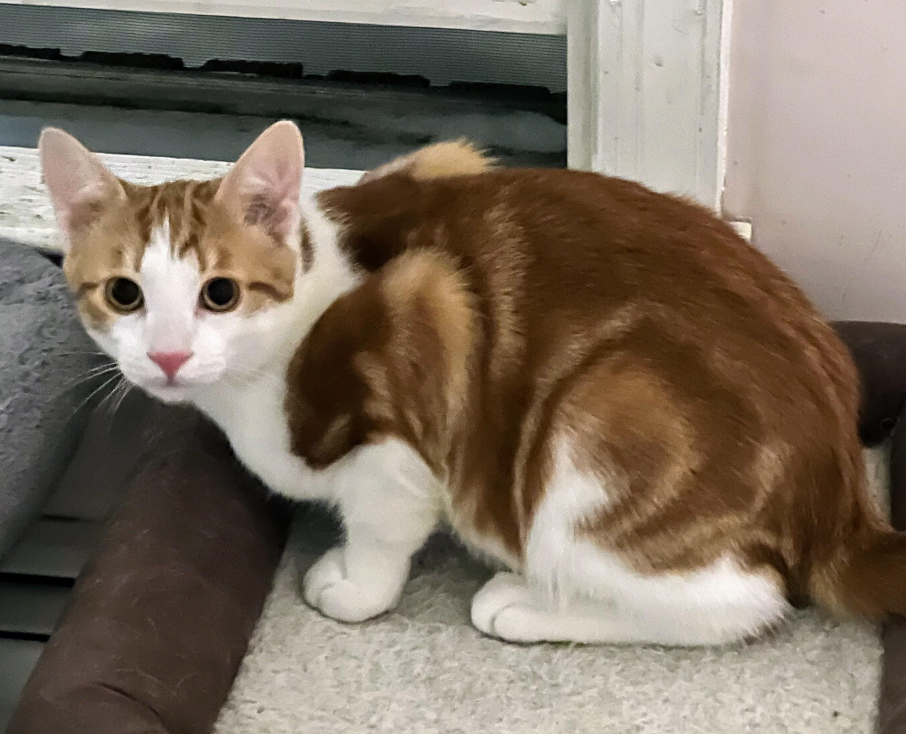 Enlarge Freddy Mercury, a Adoptable Domestic Short Hair in Allentown, NJ image 4/5