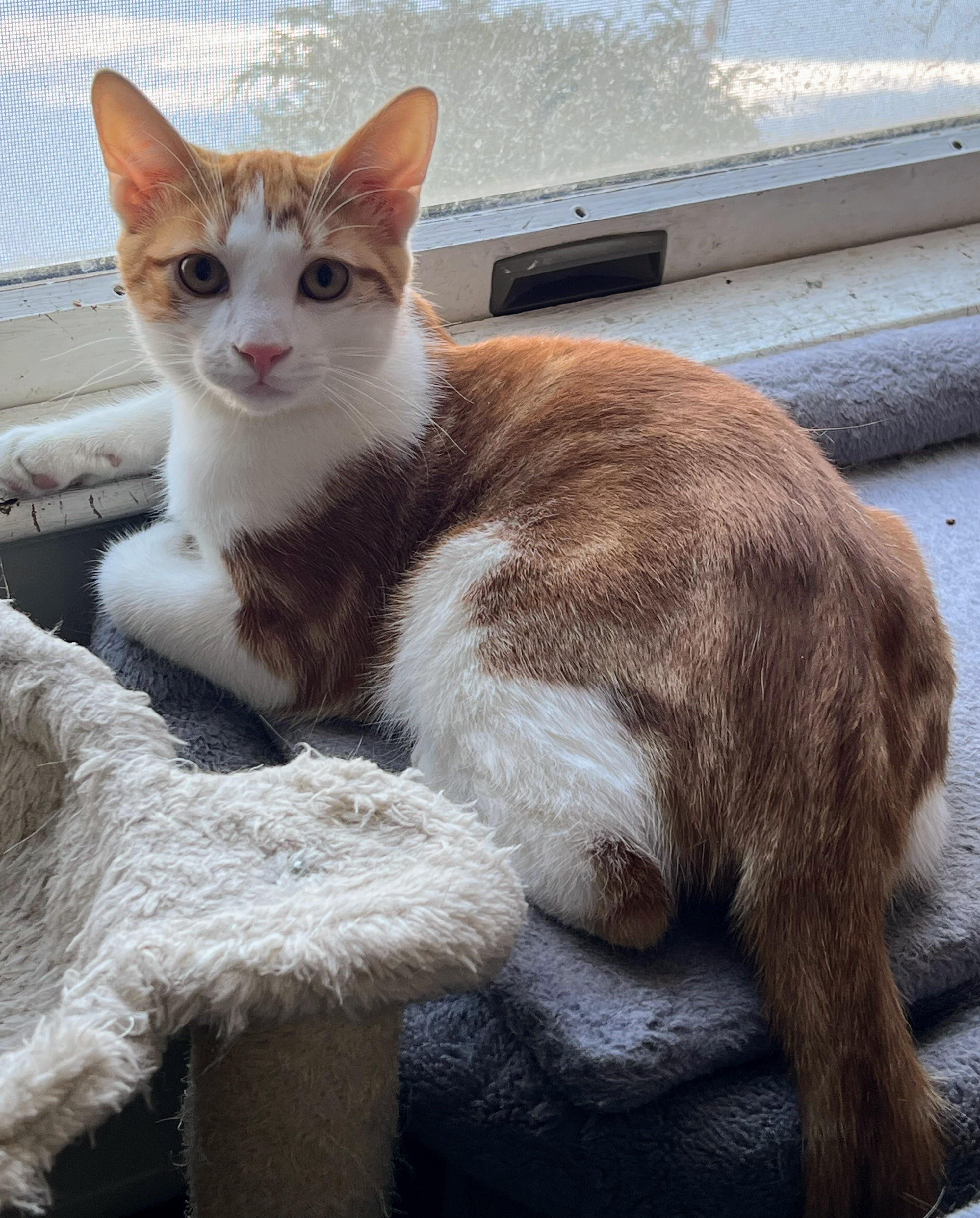 Enlarge Freddy Mercury, a Adoptable Domestic Short Hair in Allentown, NJ image 2/5