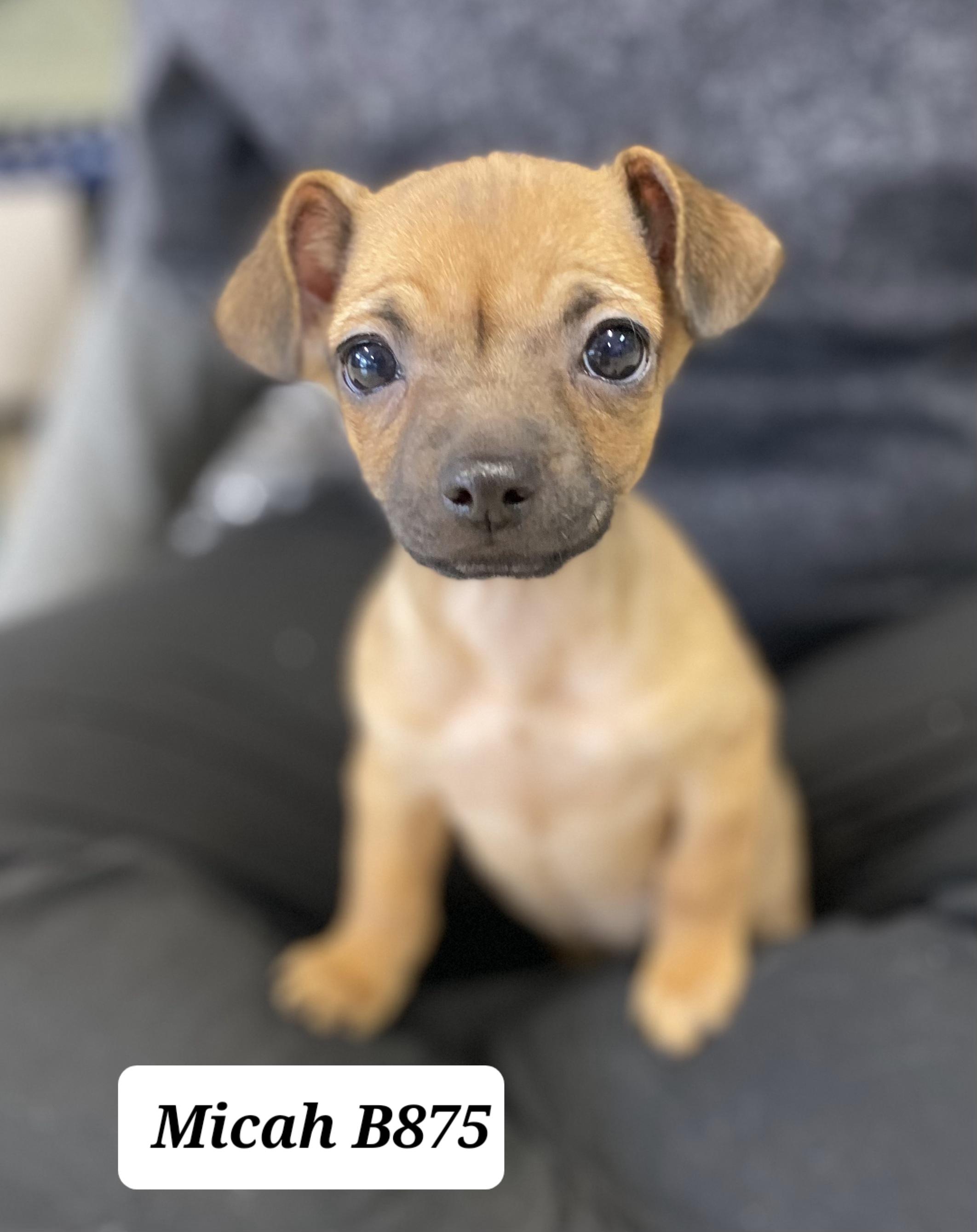 Micah, ADOPTABLE, Puppy Male Chihuahua.