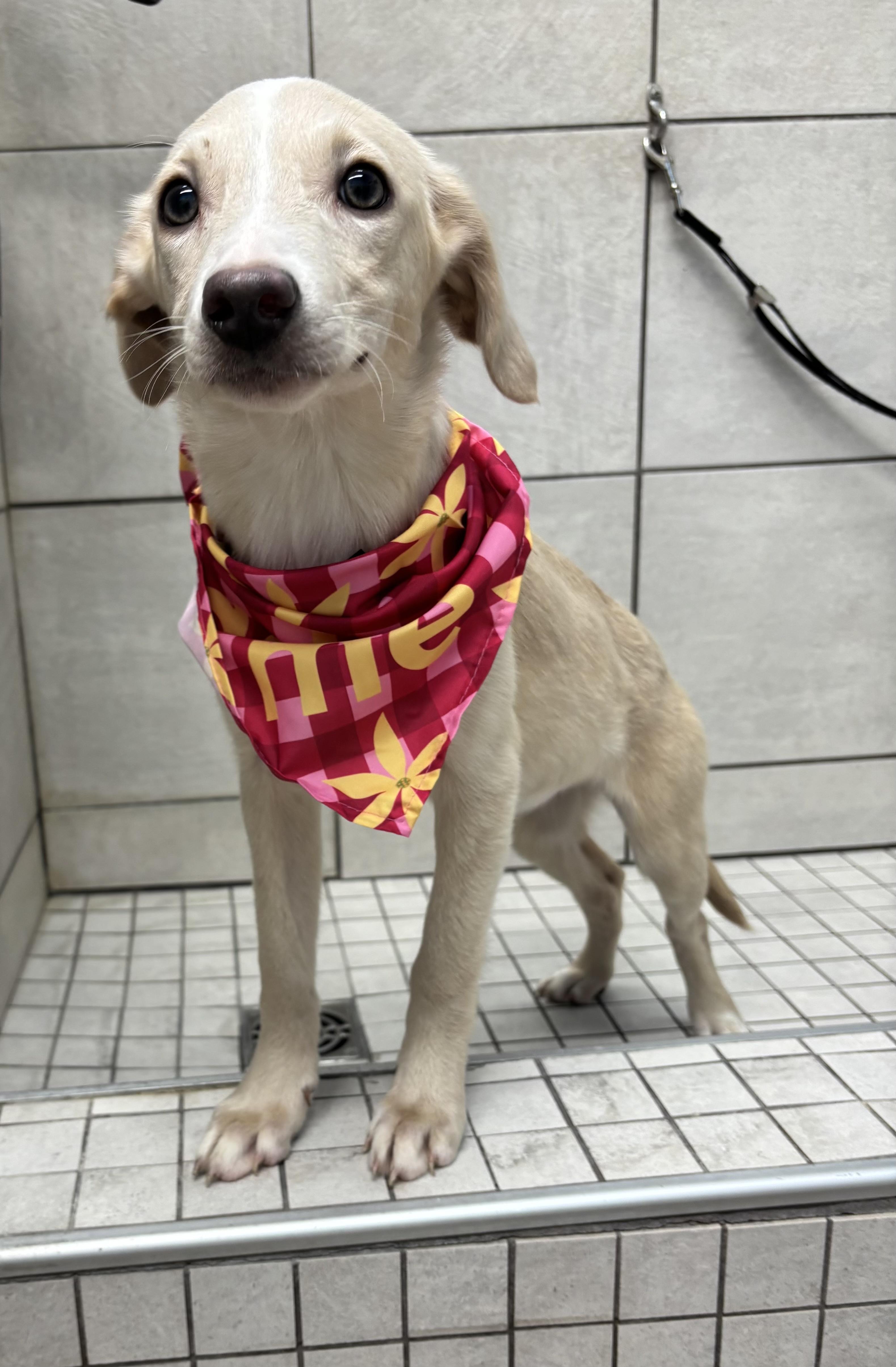 Enlarge Lola, a ADOPTABLE mixed breed in White Lake, MI image 1/4