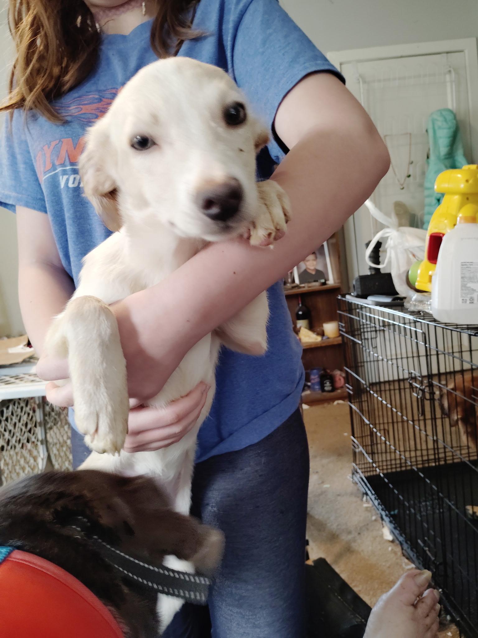 Lola, ADOPTABLE, Young Female Dachshund & Labrador Retriever.