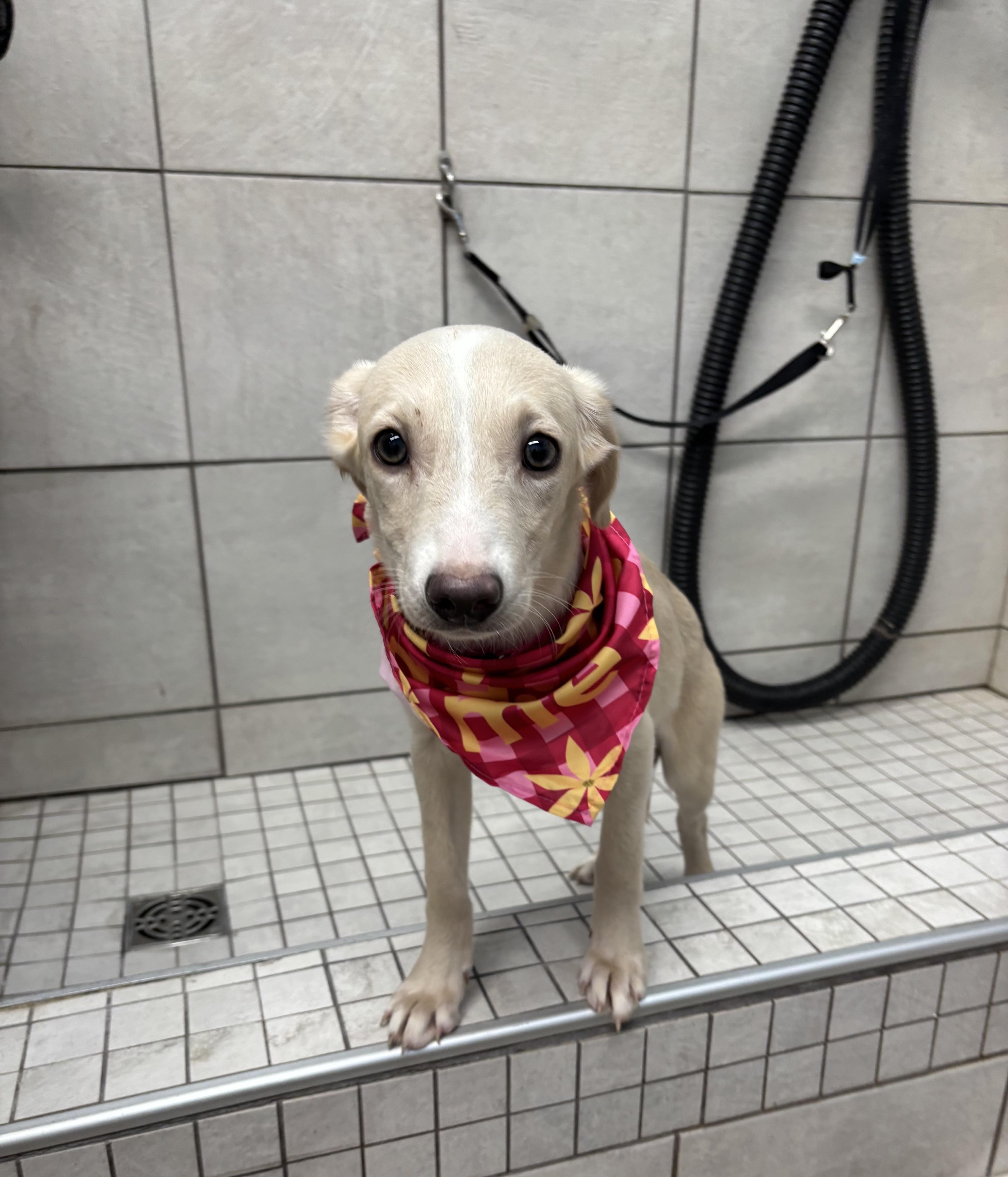 Enlarge Lola, a ADOPTABLE mixed breed in White Lake, MI image 3/4