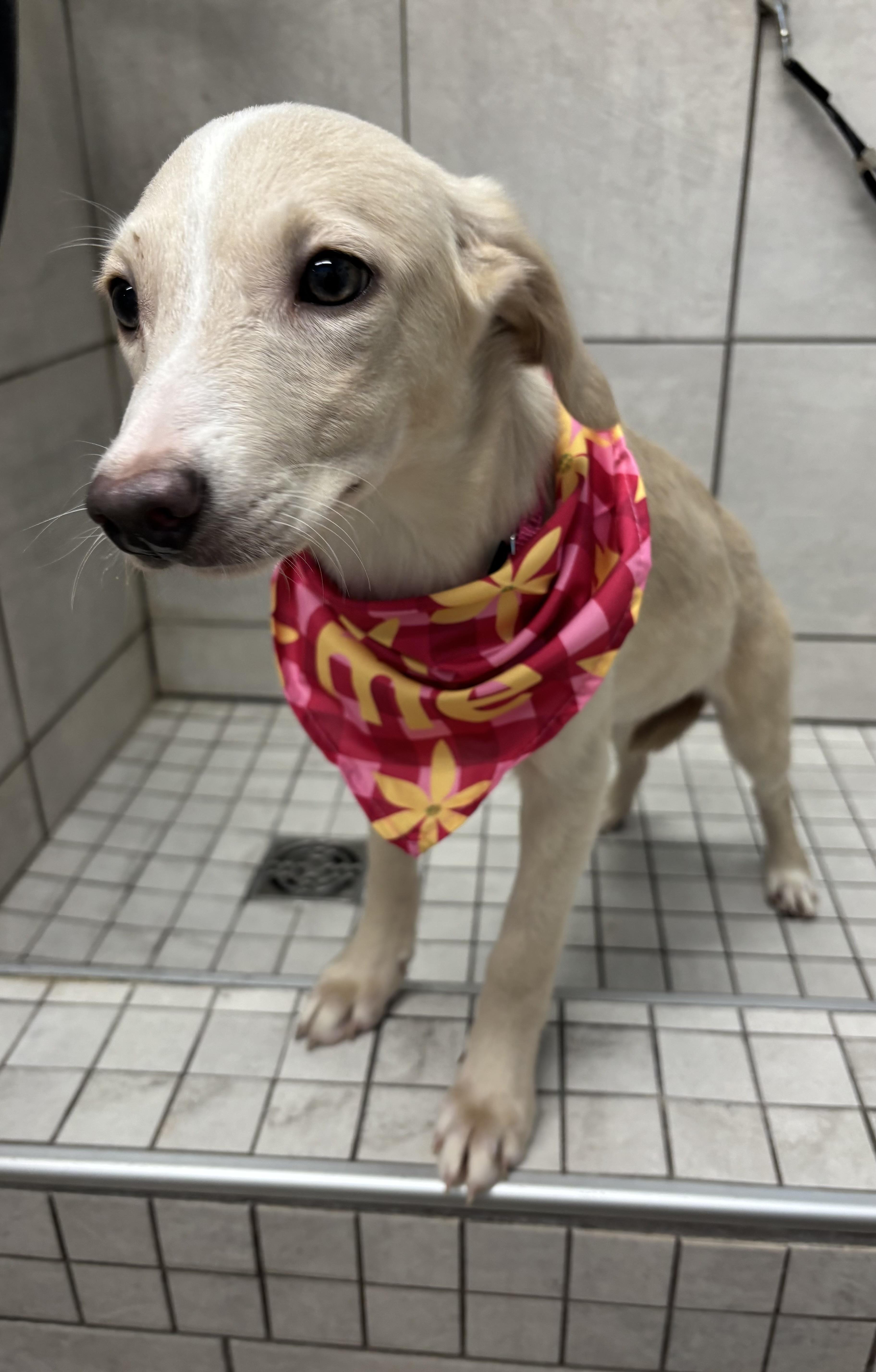 Enlarge Lola, a ADOPTABLE mixed breed in White Lake, MI image 4/4