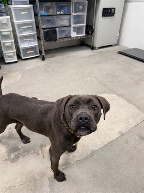 Enlarge Ruby, a ADOPTABLE mixed breed in Urbana, IL image 1/1