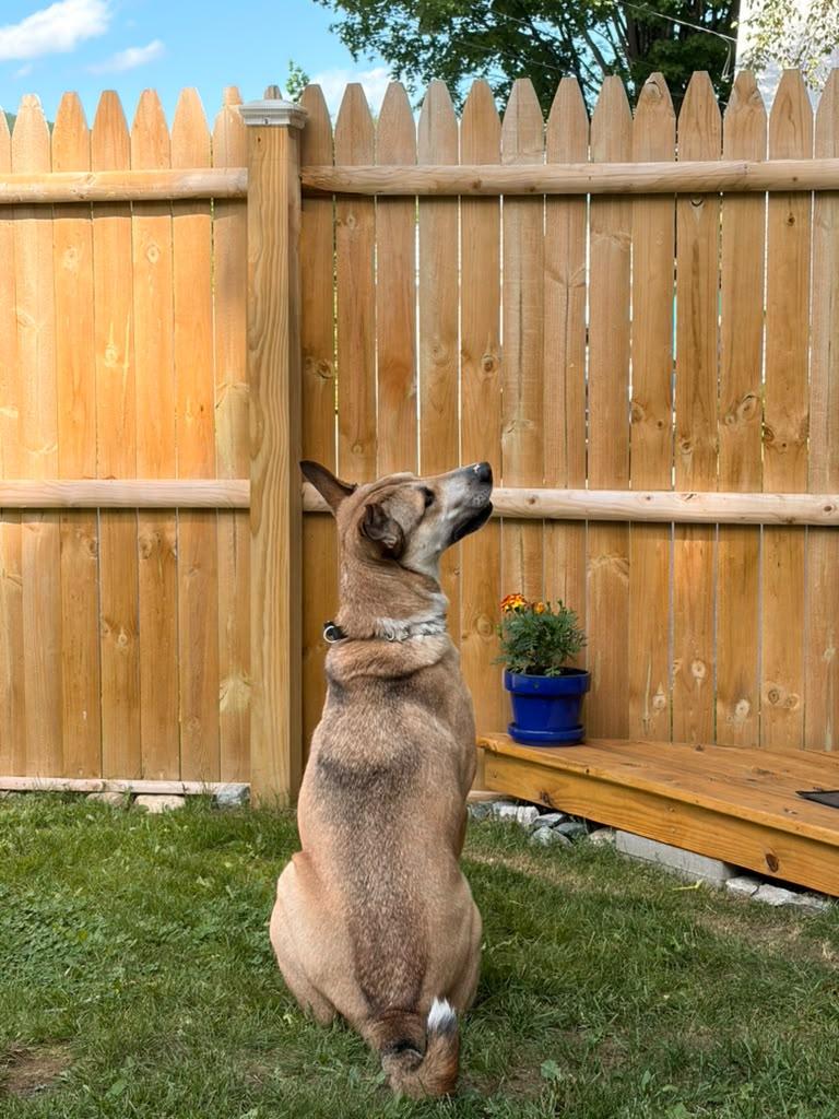 Enlarge Shiloh, an adopted mixed breed in New York, NY image 5/6