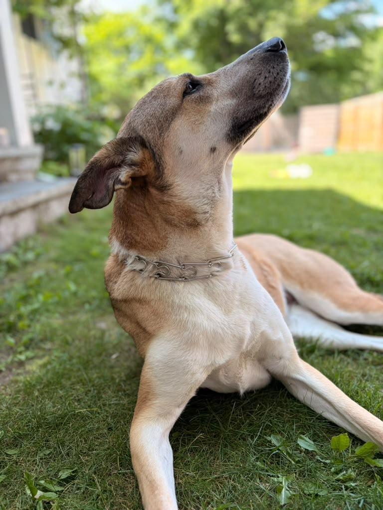 Enlarge Shiloh, an adopted mixed breed in New York, NY image 3/6