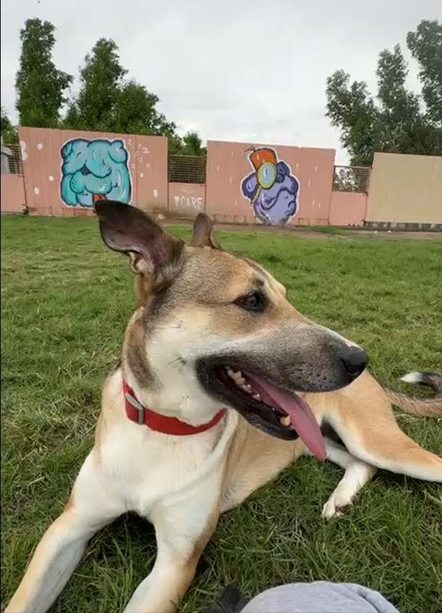 Enlarge Shiloh, an adopted mixed breed in New York, NY image 4/6