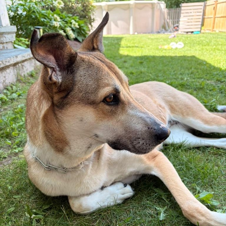 Enlarge Shiloh, an adopted mixed breed in New York, NY image 1/6