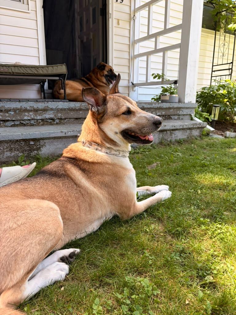Enlarge Shiloh, an adopted mixed breed in New York, NY image 2/6