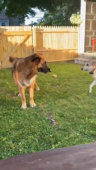 Enlarge Shiloh, an adopted mixed breed in New York, NY video 6/6
