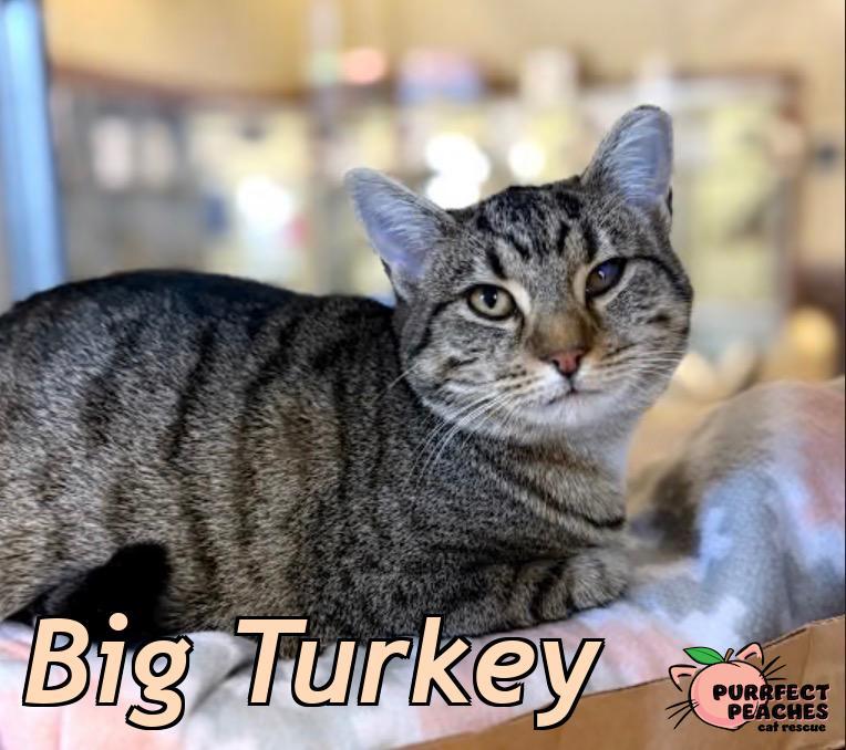 Enlarge Big Turkey, a Adoptable mixed breed in Douglasville, GA image 1/1