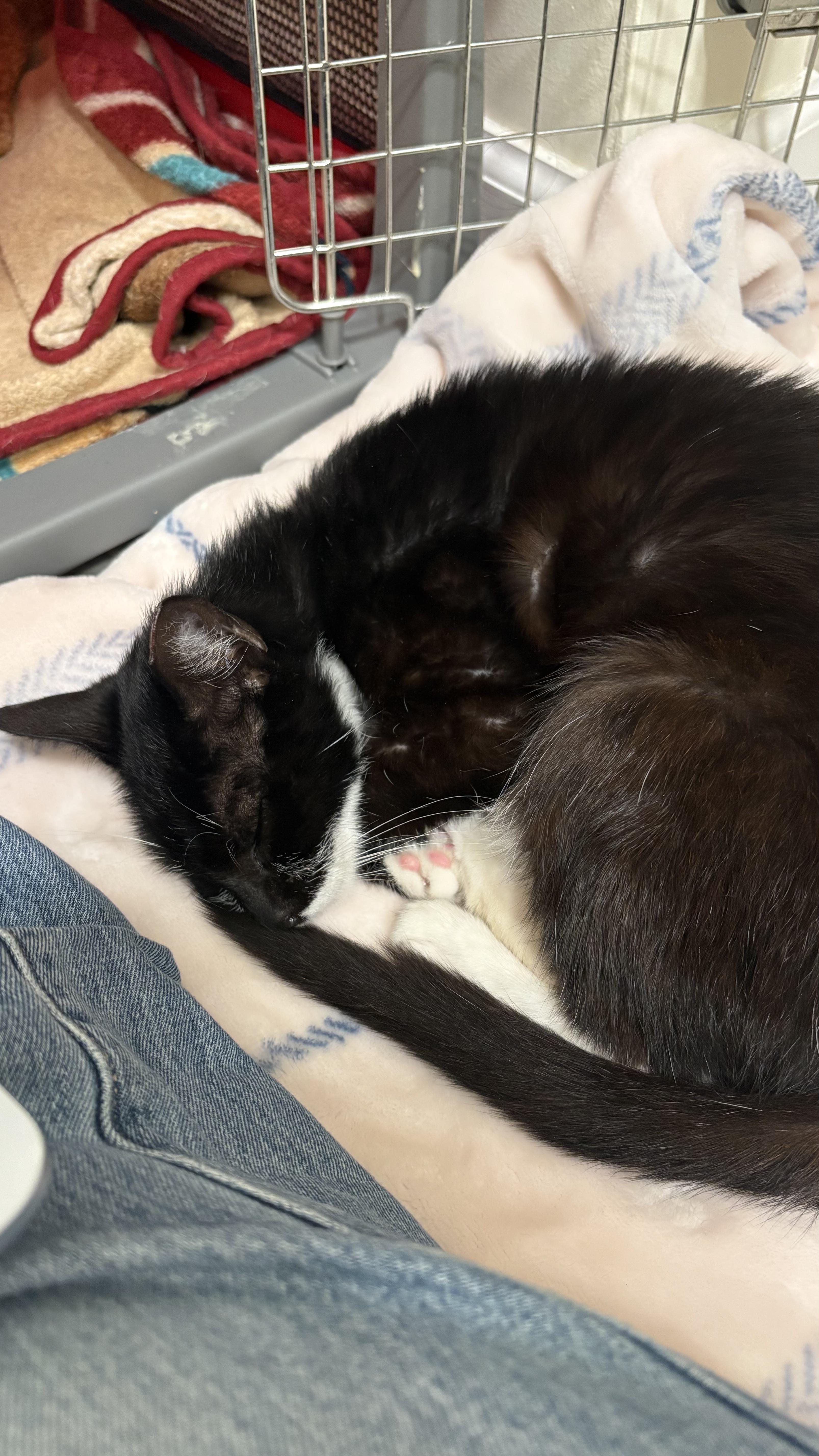 Enlarge Marsha, a Adoptable Tuxedo in Columbus, OH image 6/6
