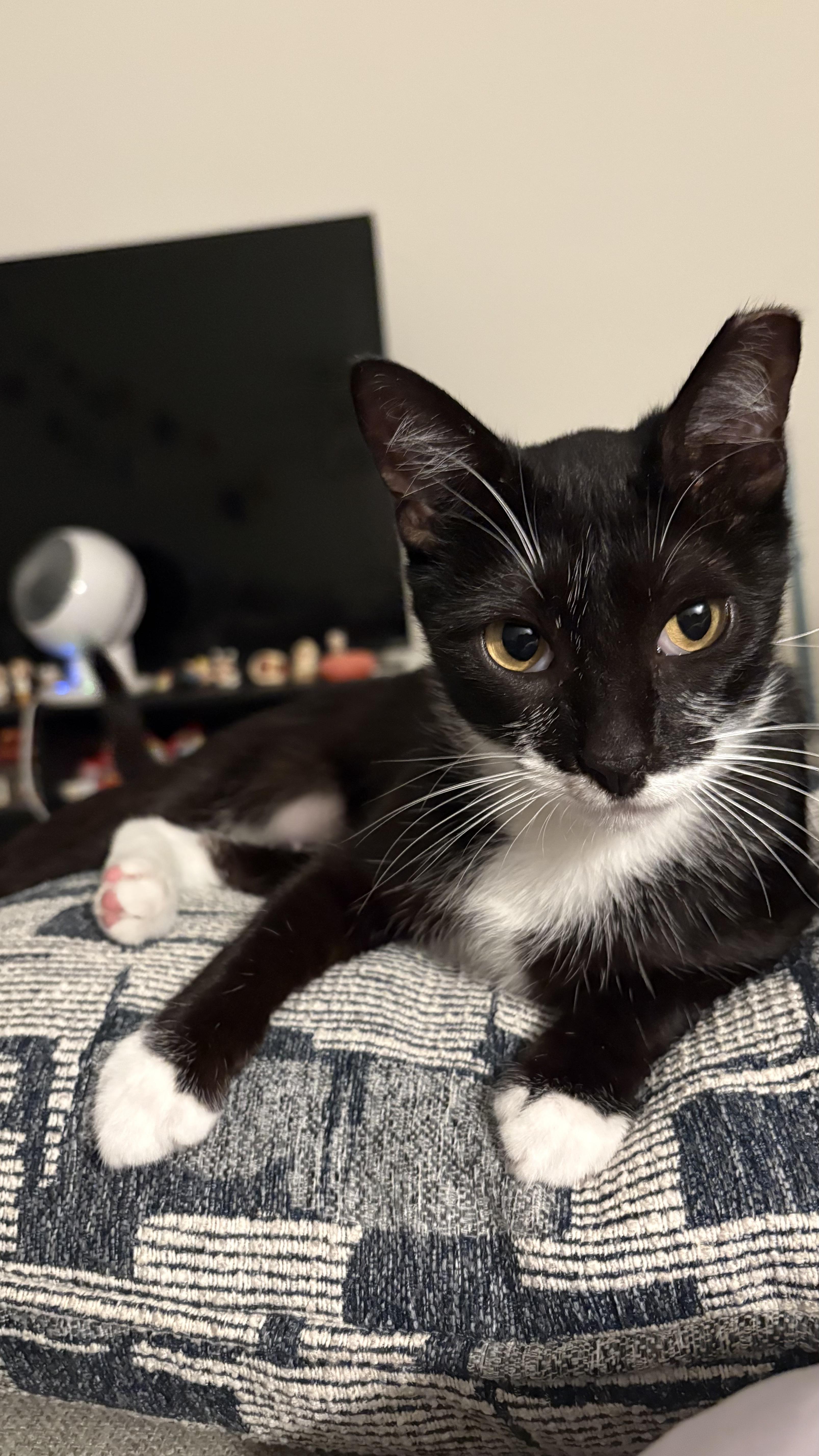 Enlarge Marsha, a Adoptable Tuxedo in Columbus, OH image 2/6