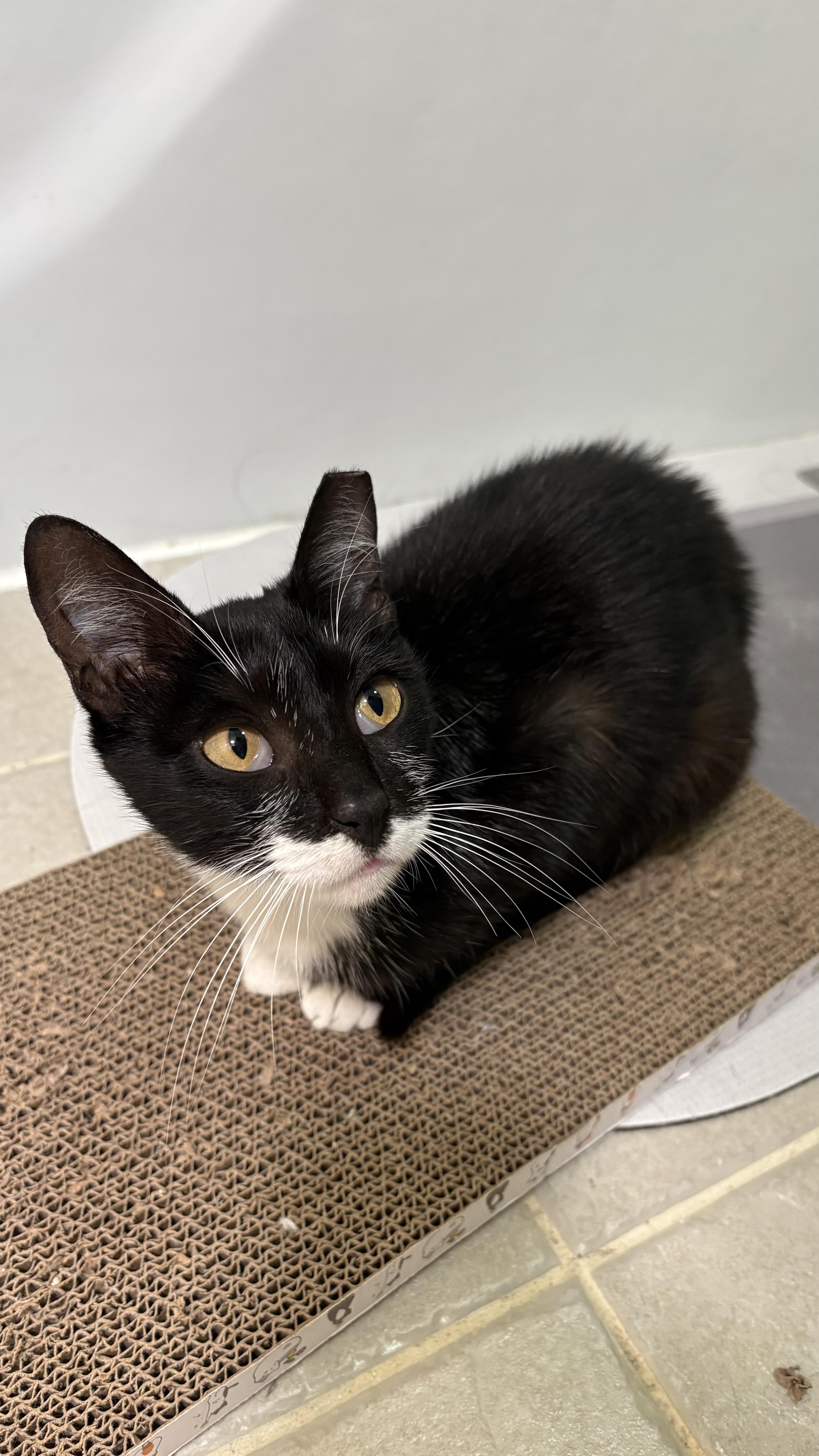 Enlarge Marsha, a Adoptable Tuxedo in Columbus, OH image 3/6