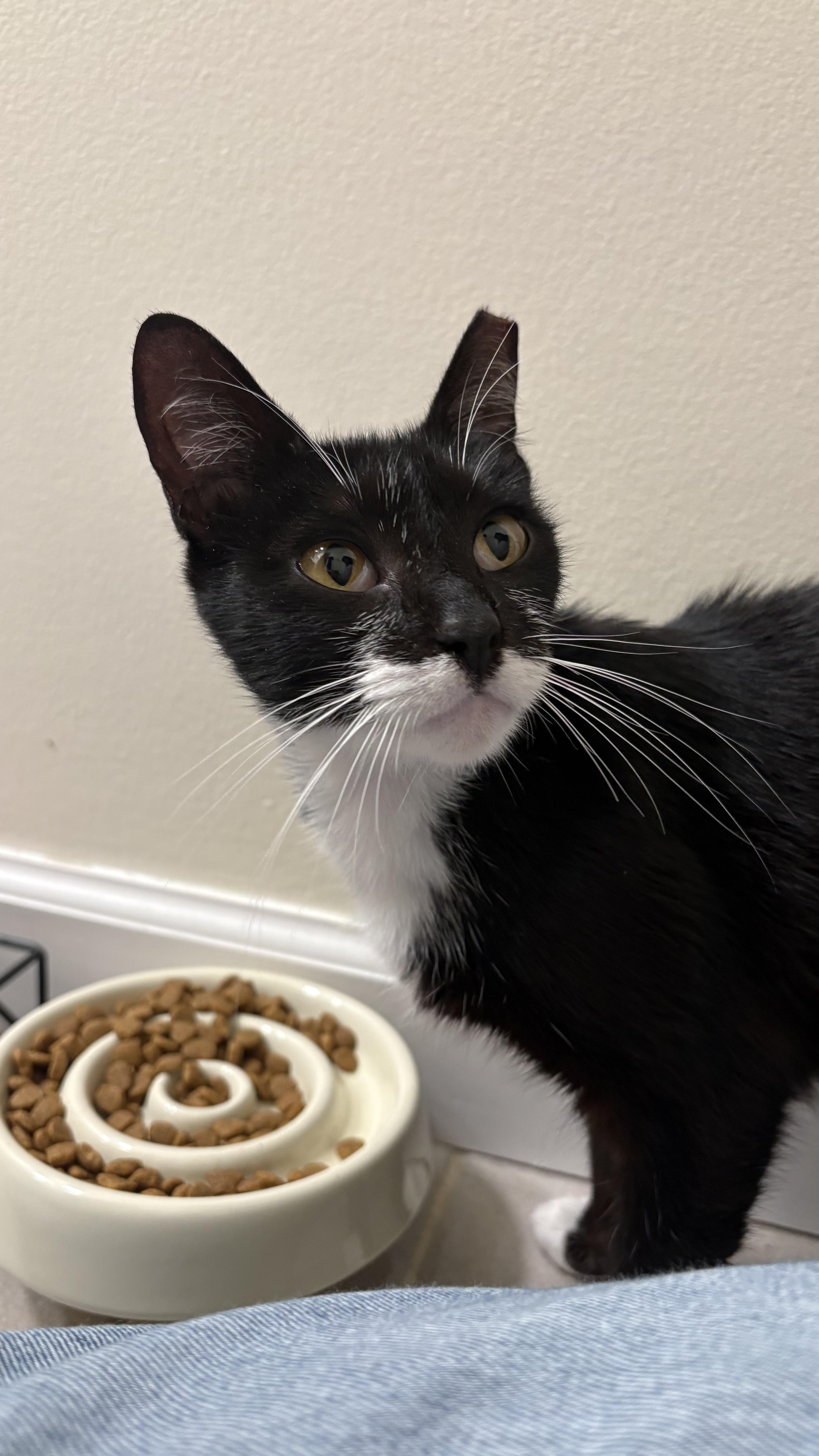 Enlarge Marsha, a Adoptable Tuxedo in Columbus, OH image 5/6