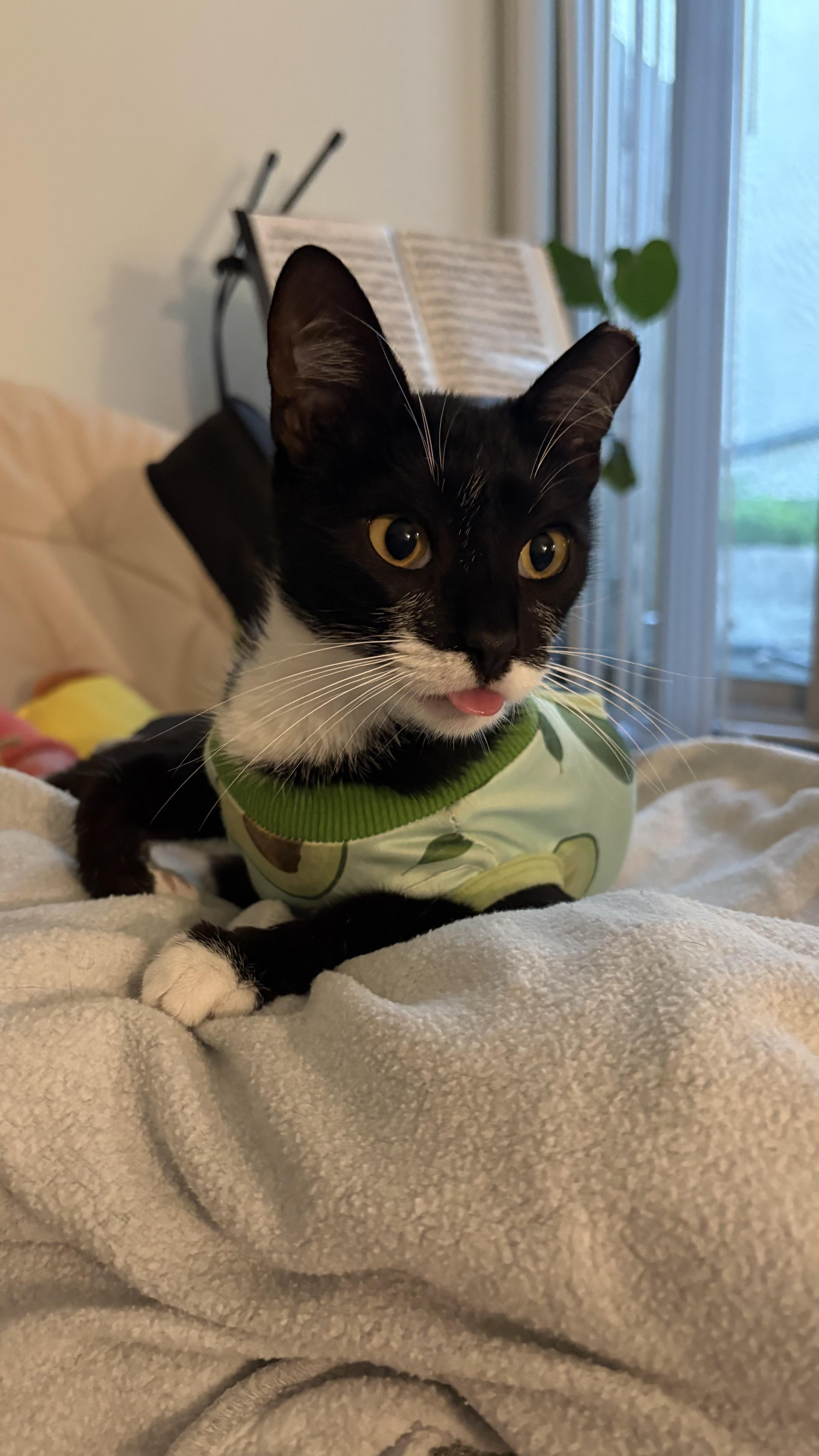 Enlarge Marsha, a Adoptable Tuxedo in Columbus, OH image 1/6