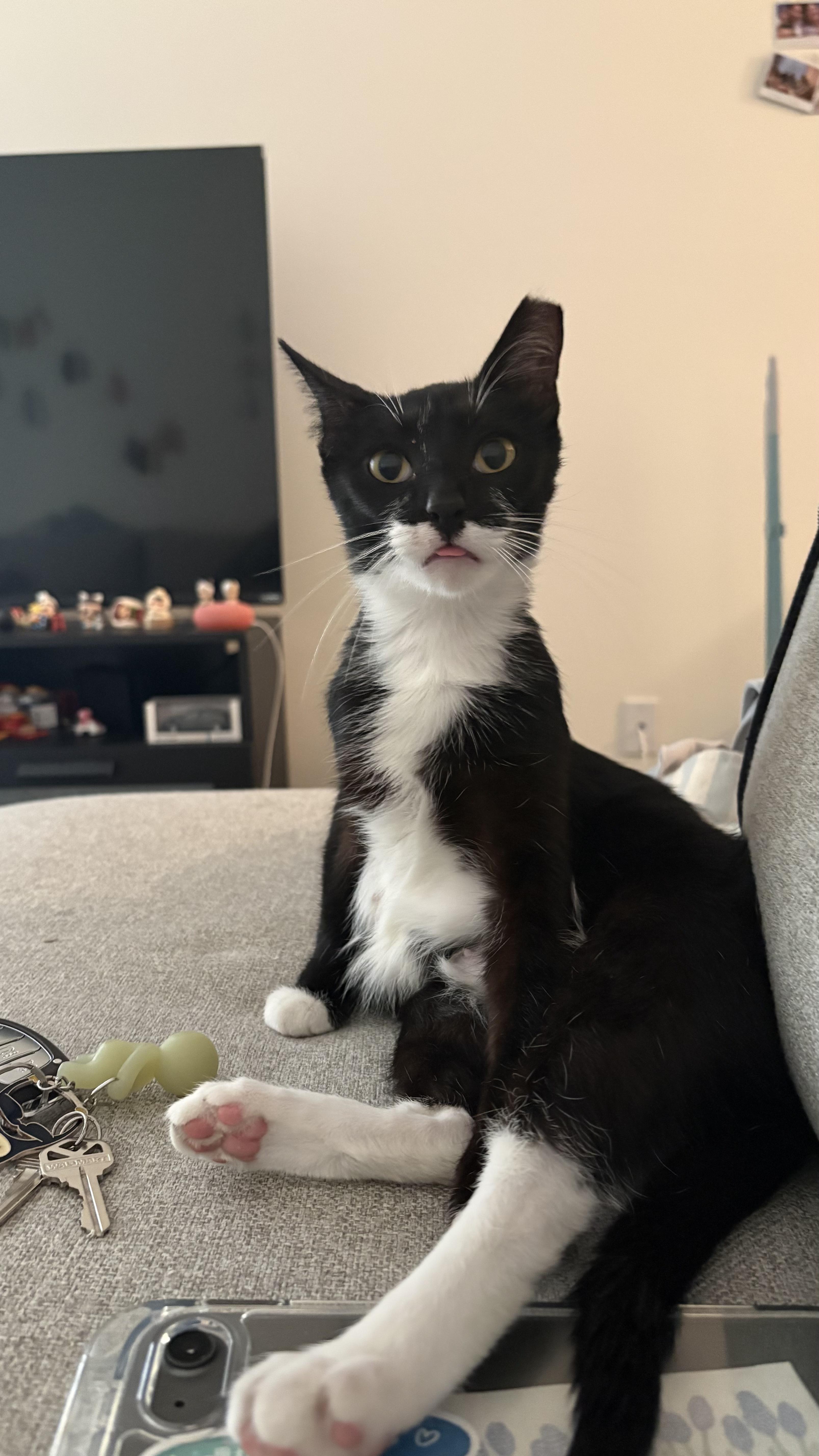 Enlarge Marsha, a Adoptable Tuxedo in Columbus, OH image 1/6